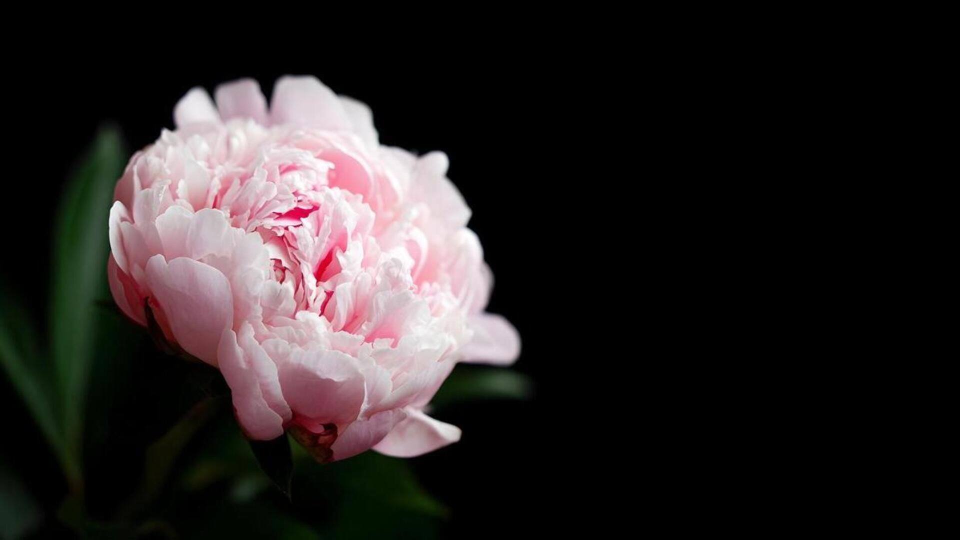 กลีบดอกพีโอนี: เคล็ดลับผิวอ่อนเยาว์และชุ่มชื้น