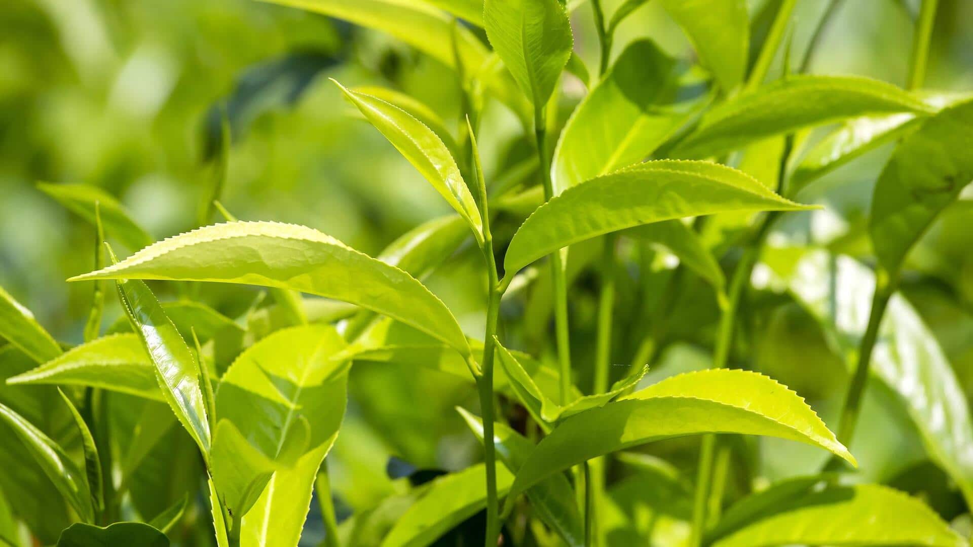 ใบชาเขียว: ประโยชน์ความงามเพื่อผิวสุขภาพดีและอ่อนเยาว์