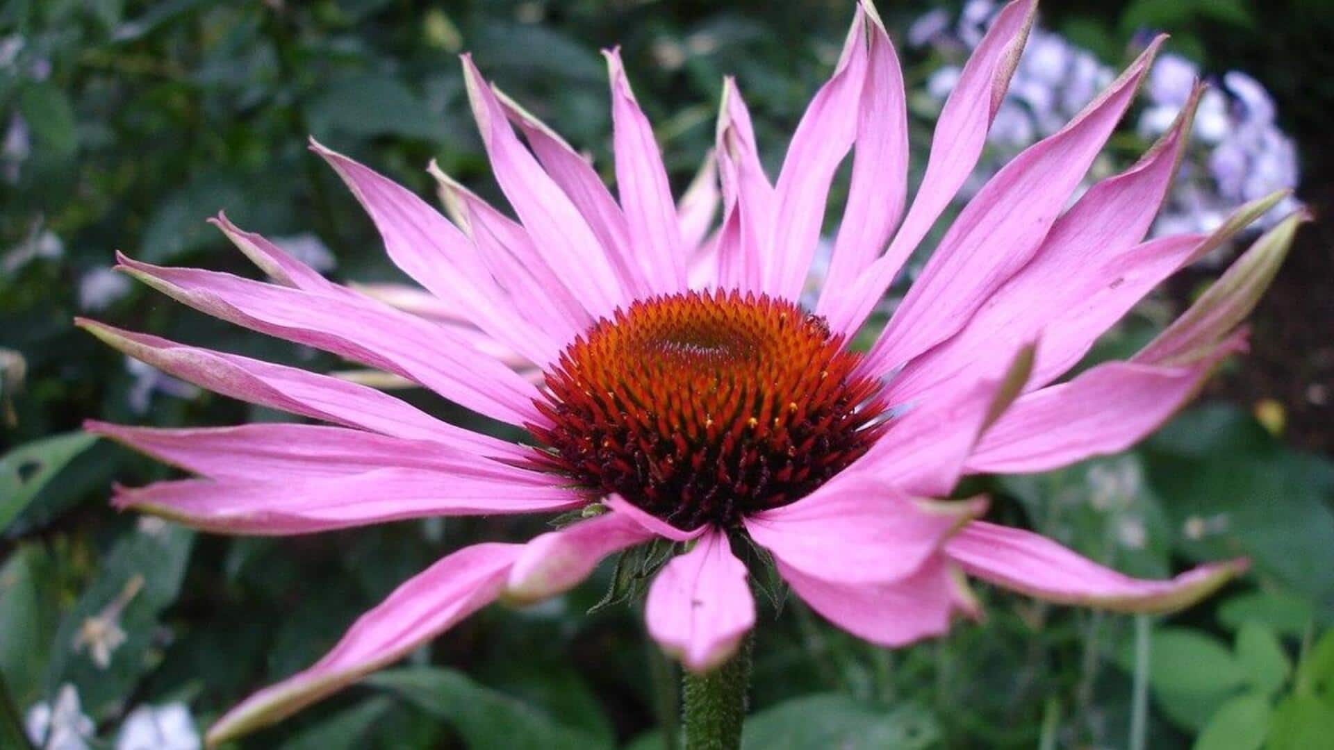 เอคิเนเซีย: ประโยชน์ด้านความงามที่ผู้คนยังไม่รู้