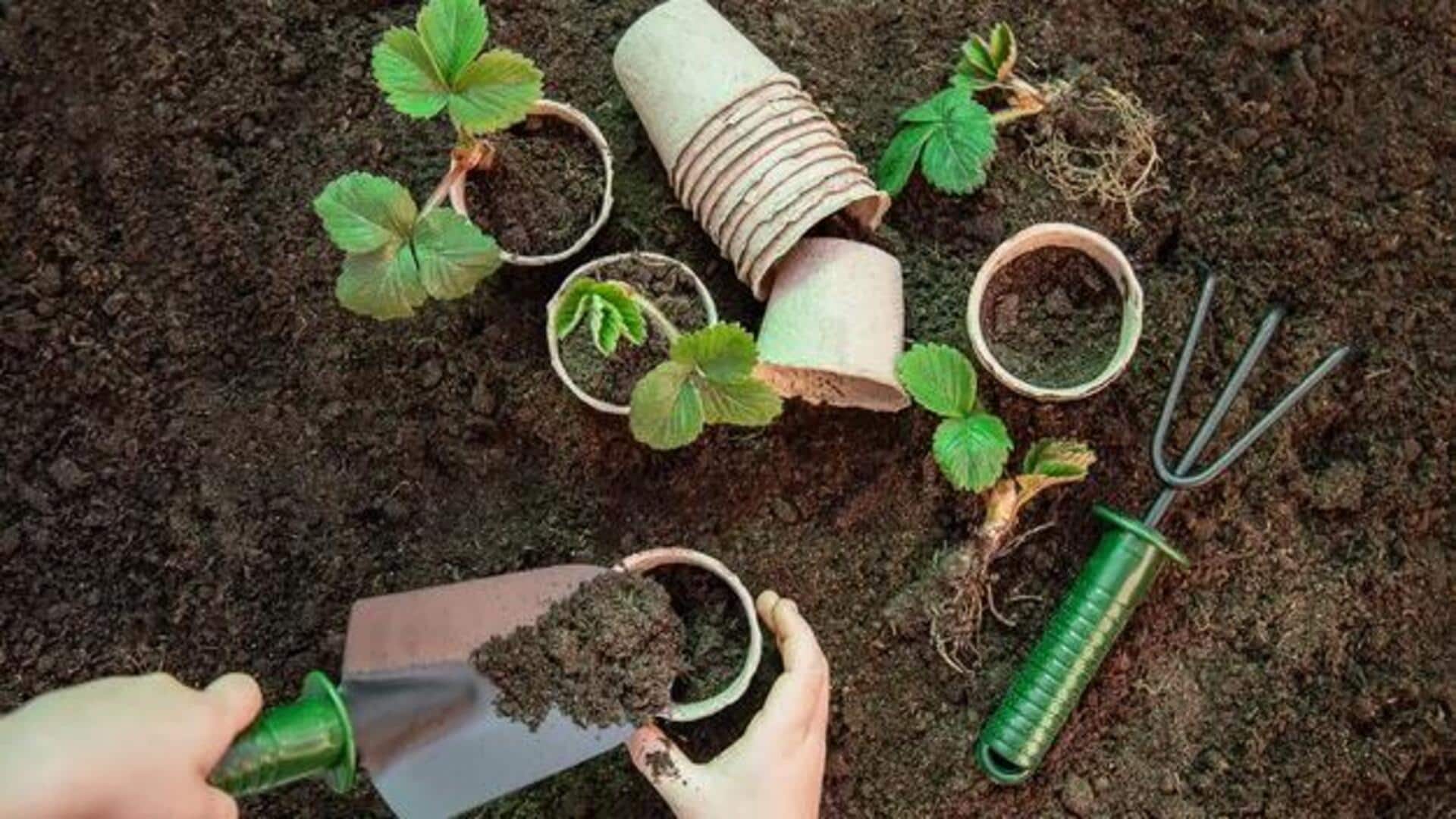 การฟื้นฟูจิตใจด้วยการทำสวนยามเย็น