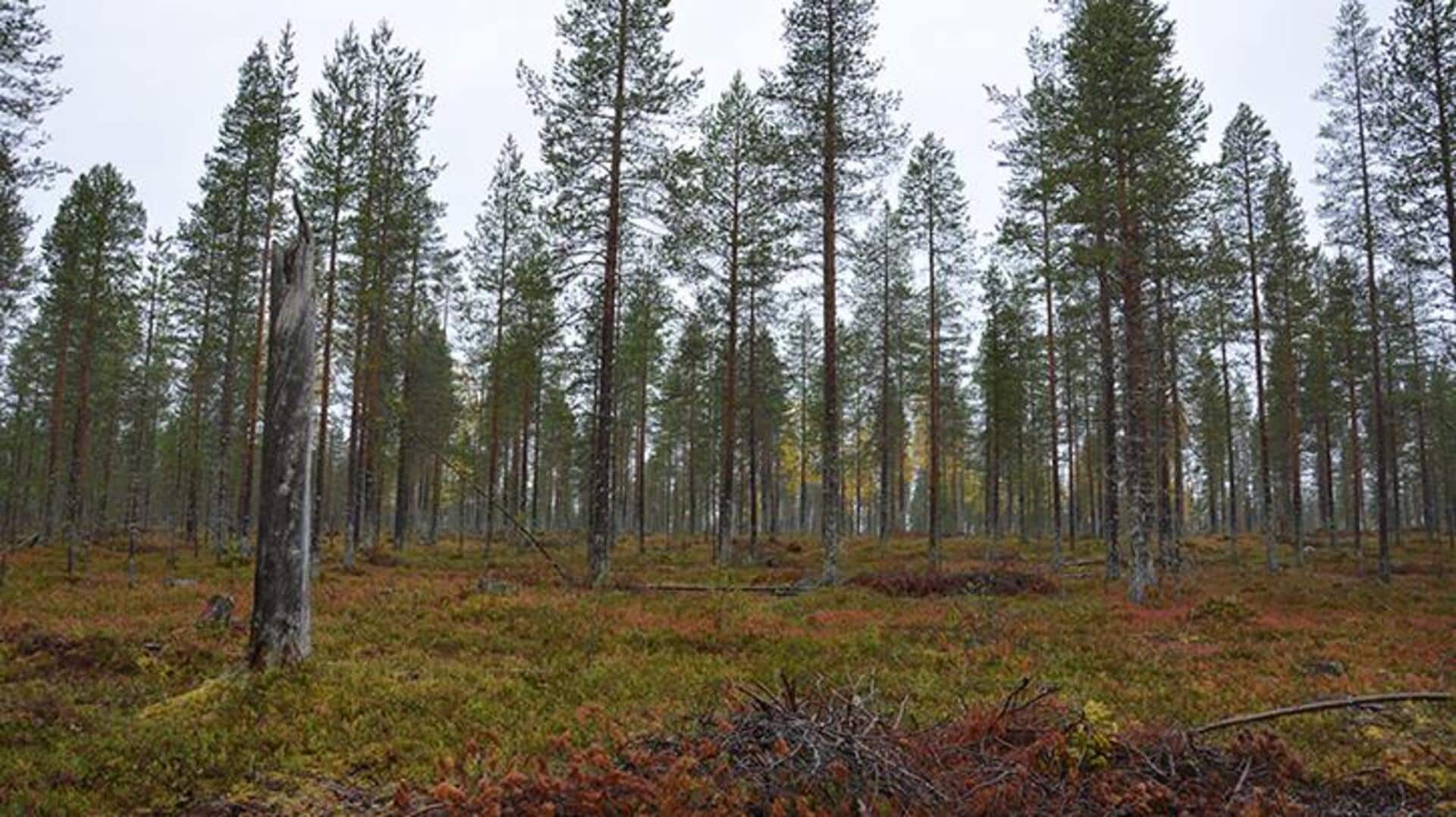 ป่าไม้ฟินแลนด์: 5 จุดหมายปลายทางน่าเยือน