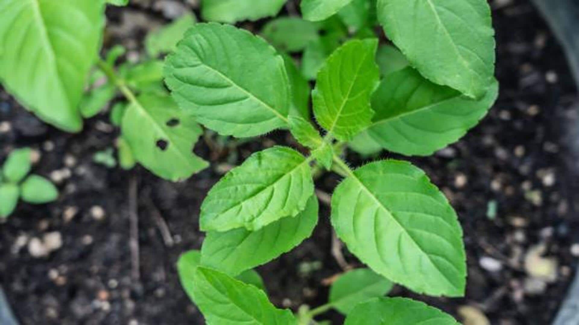 ใบกะเพรา: เคล็ดลับจากธรรมชาติเพื่อผิวกระจ่างใสและเปล่งปลั่ง