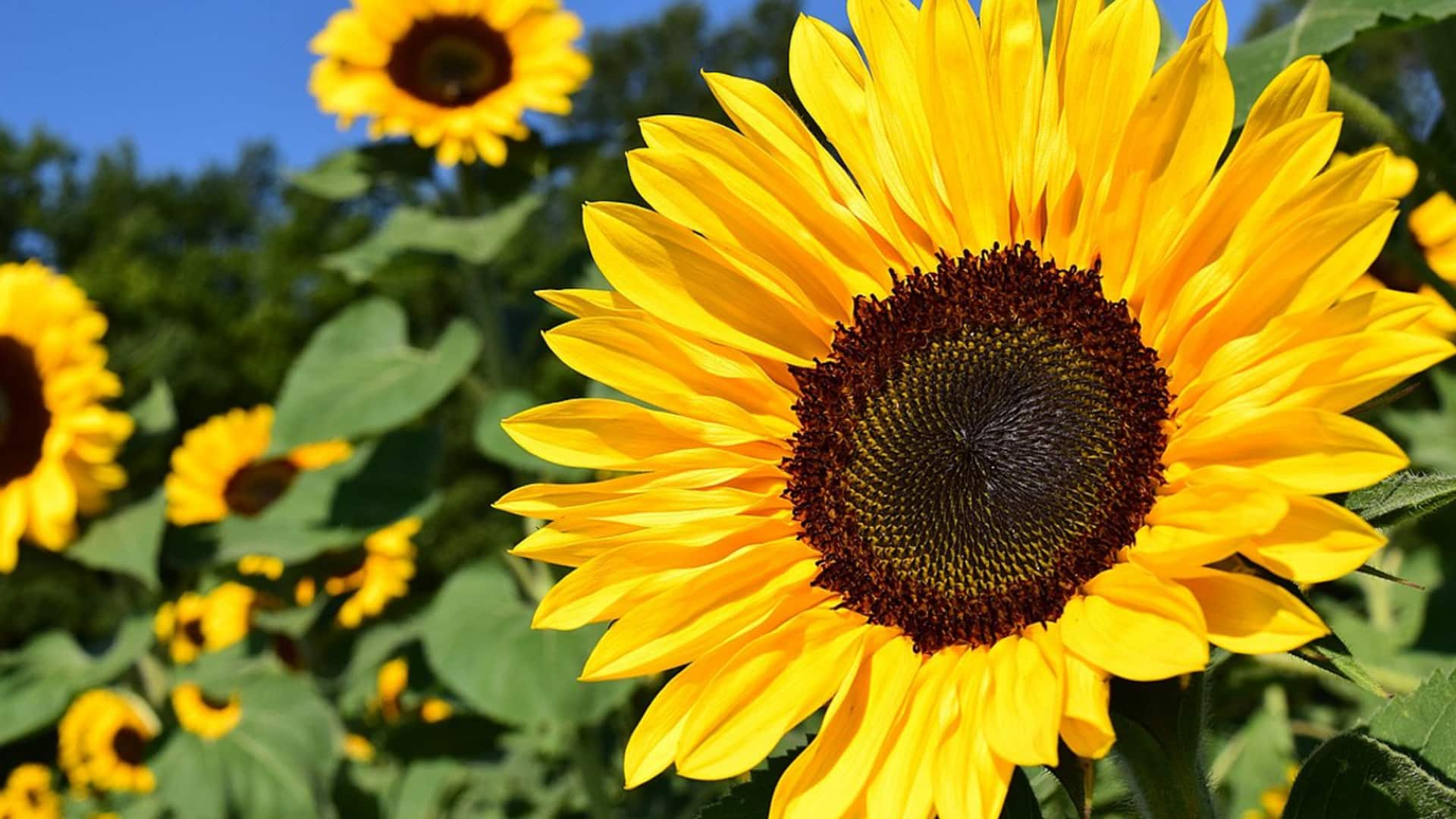 ประโยชน์ด้านความงามของกลีบดอกทานตะวัน