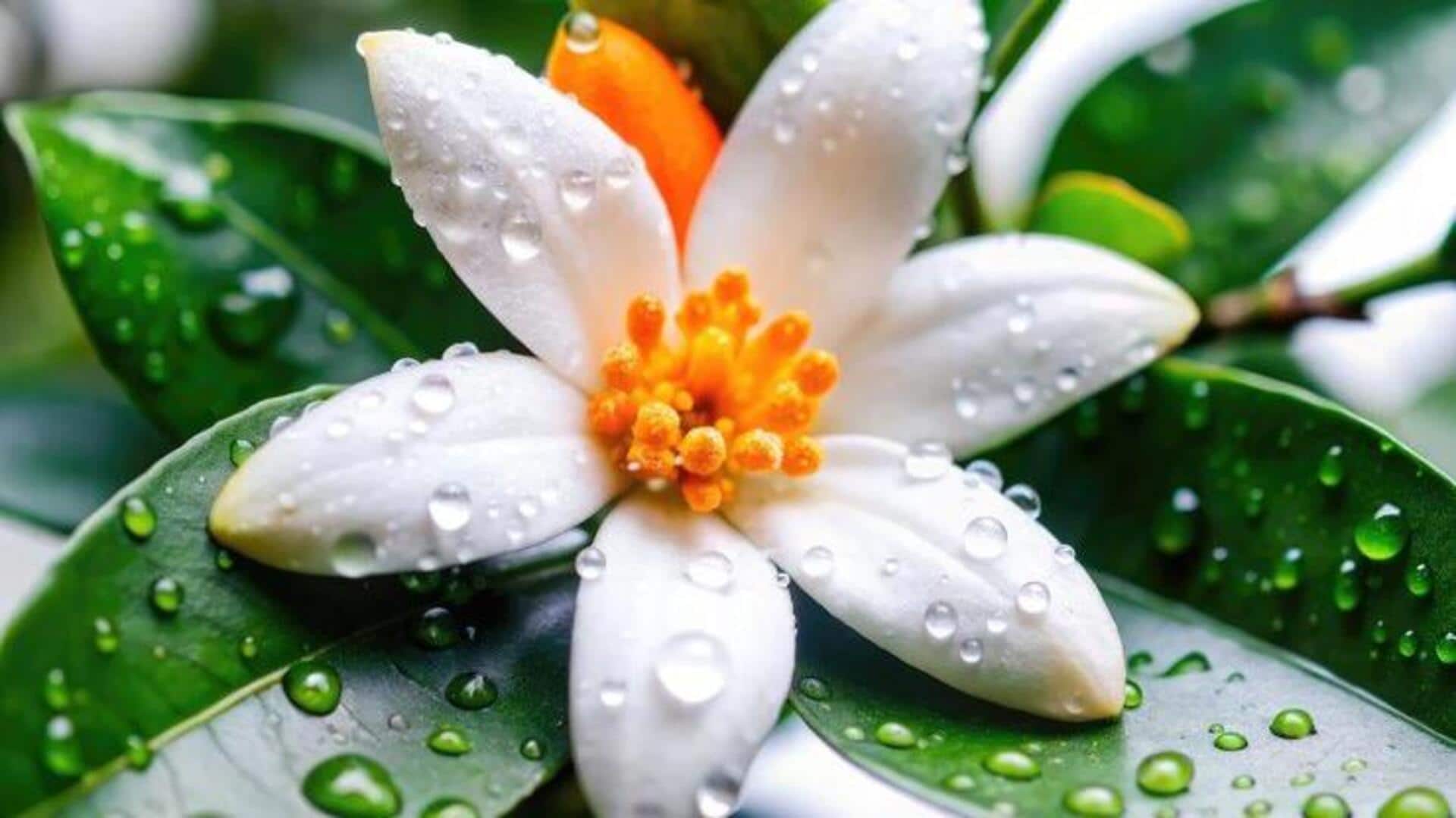 น้ำดอกส้ม: ความงามที่ซ่อนอยู่ในขวดเล็ก