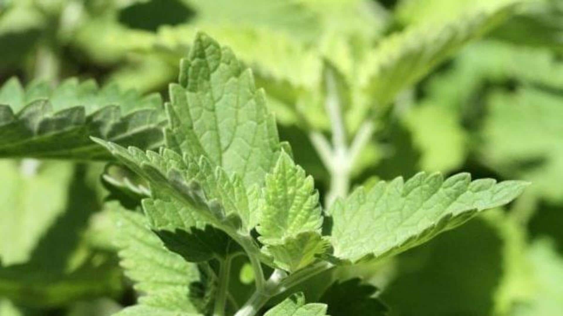 ประโยชน์ความงามของหญ้าแมวเพื่อผิวเปล่งปลั่ง