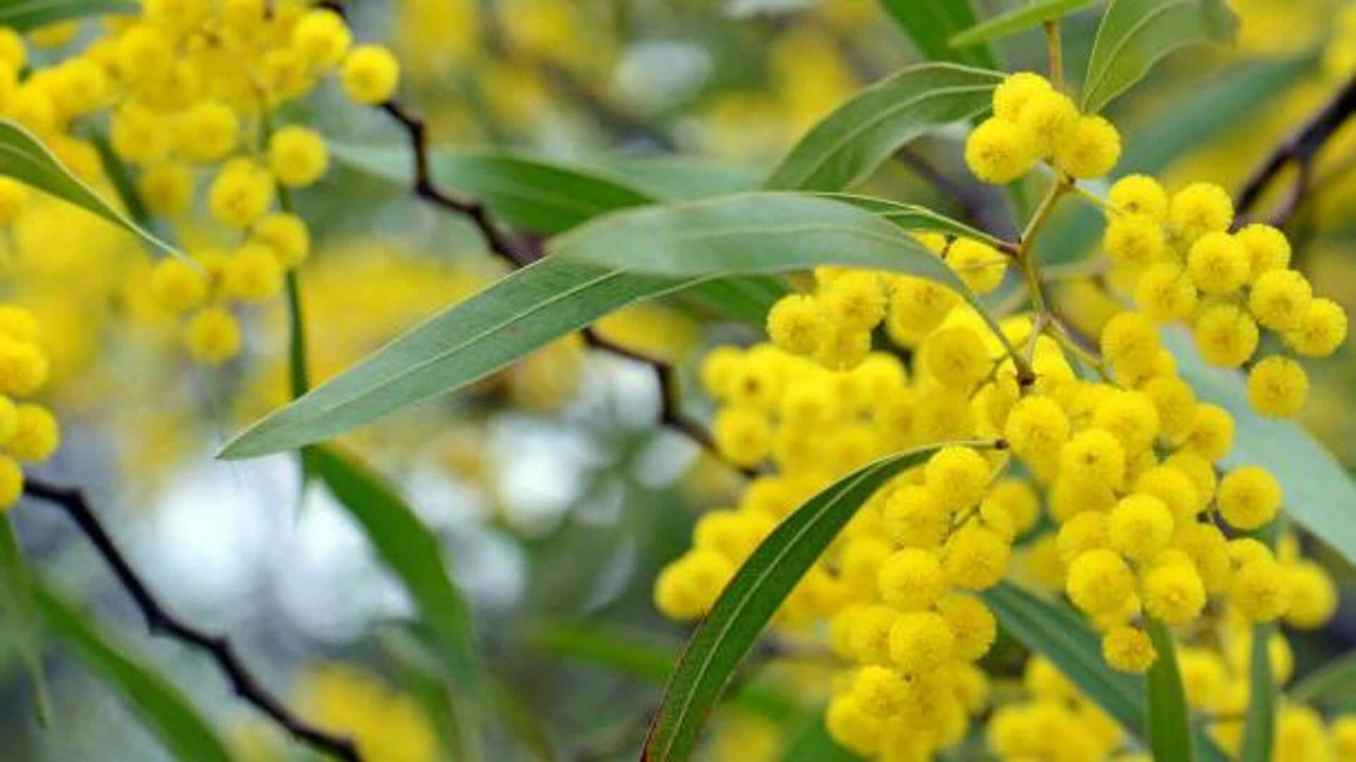 ความลับความงามของอะคาเซีย: 5 เคล็ดลับธรรมชาติเพื่อผิวเปล่งปลั่ง