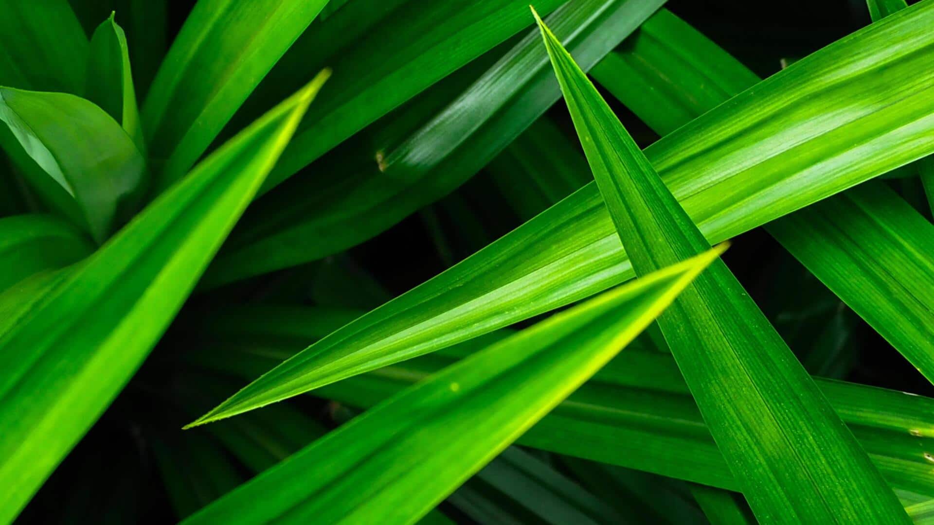 ใบเตย: เคล็ดลับความงามเพื่อผิวเนียนนุ่ม