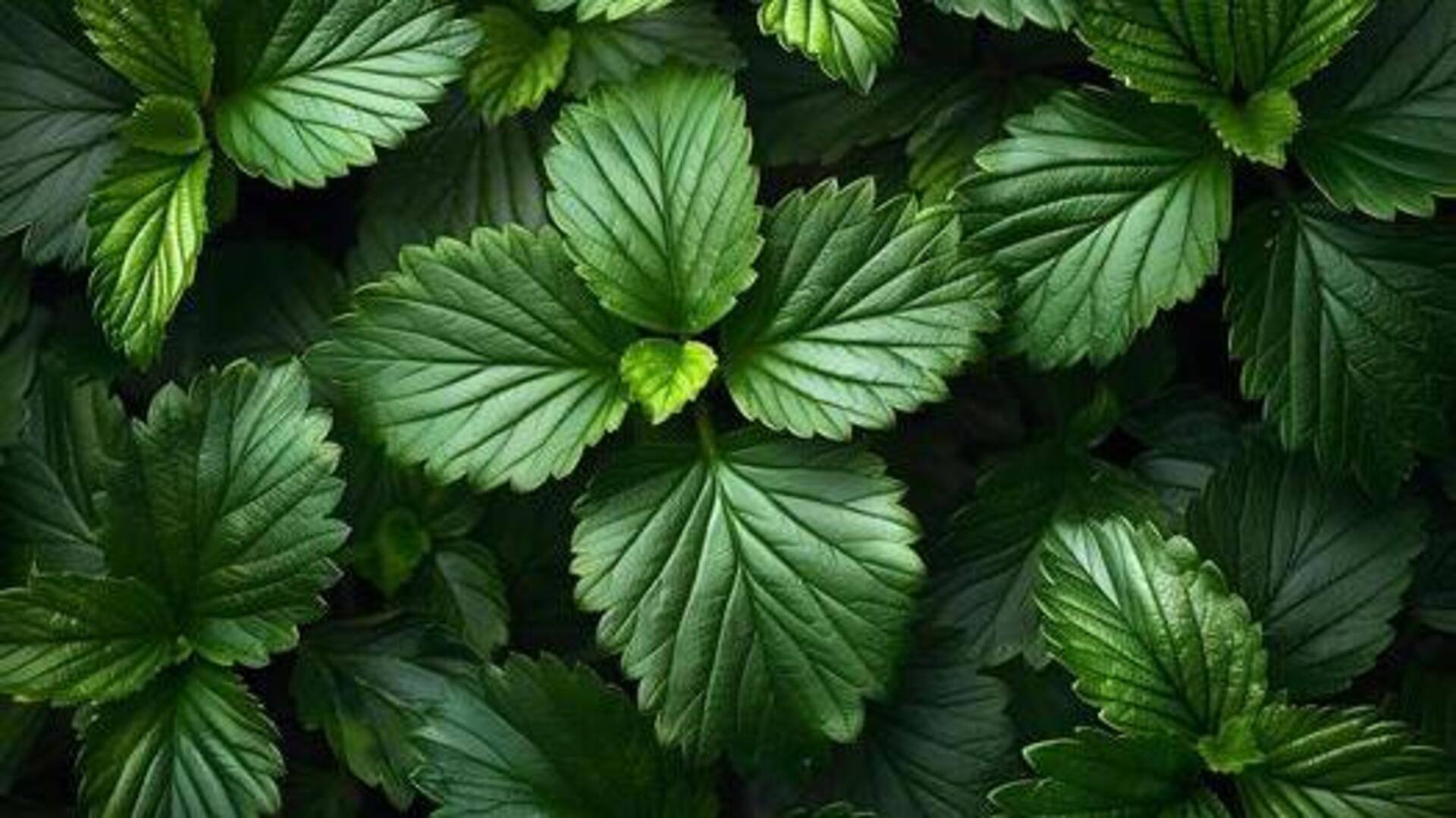 ใบสตรอว์เบอร์รี่: ประโยชน์ด้านความงามเพื่อผิวเปล่งปลั่ง