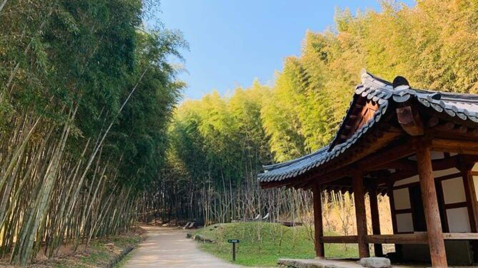 เดินเล่นในป่าไผ่ที่เงียบสงบของเกาหลีใต้