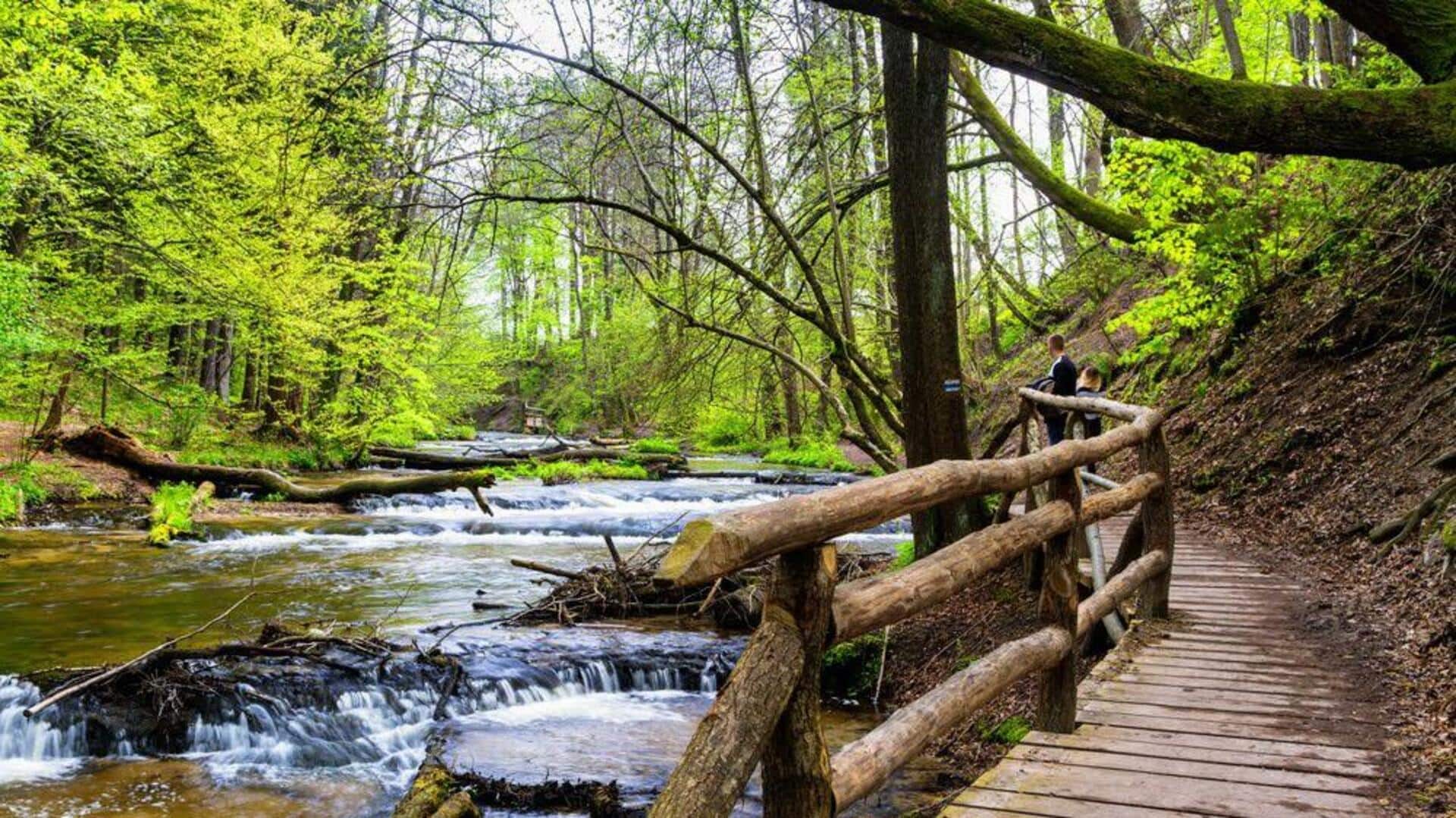 ป่าในโปแลนด์: สวรรค์แห่งป่ามหัศจรรย์สำหรับนักเดินป่า