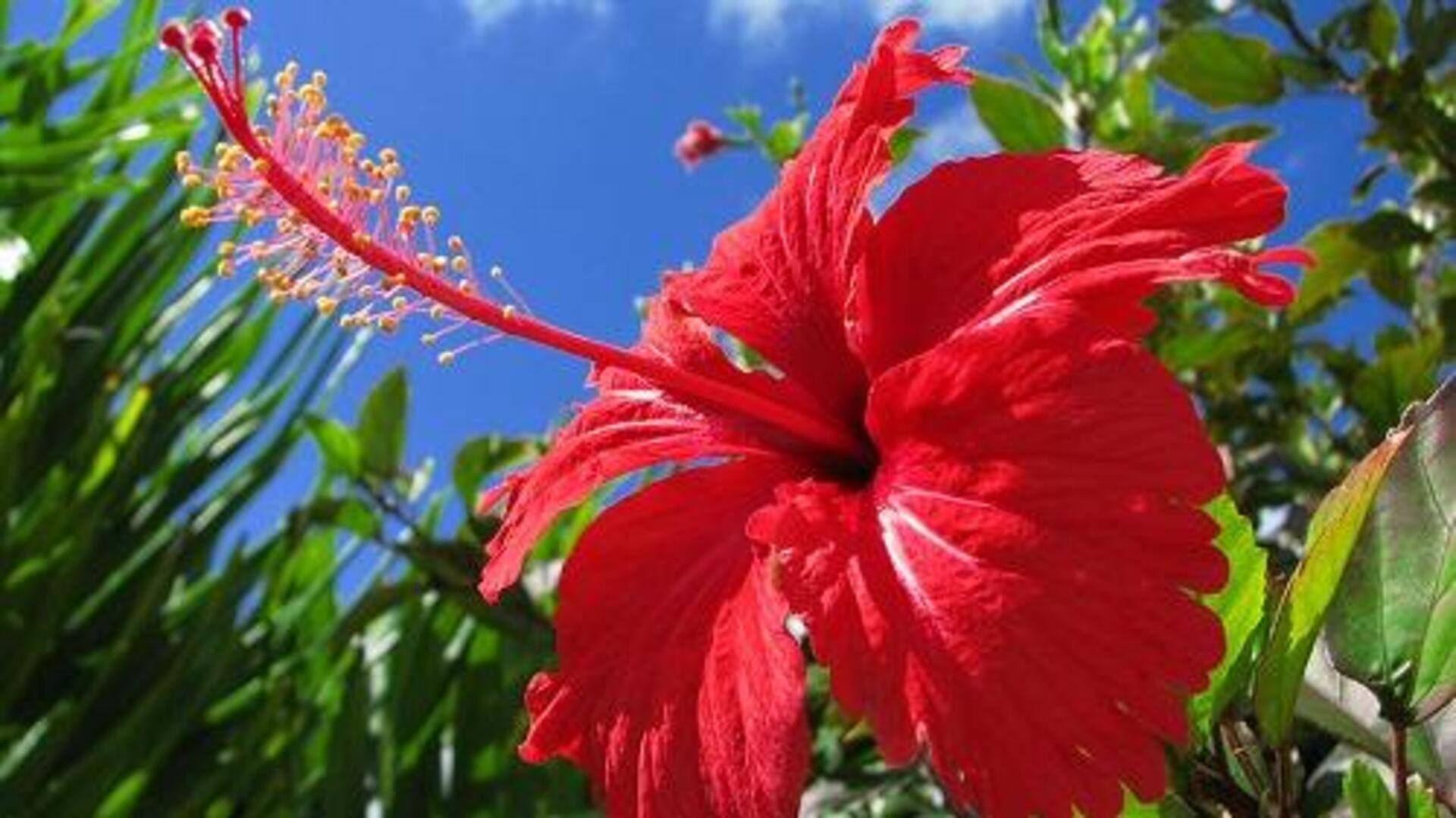 ดอกชบา: ความลับสู่ผิวกระชับและอ่อนเยาว์