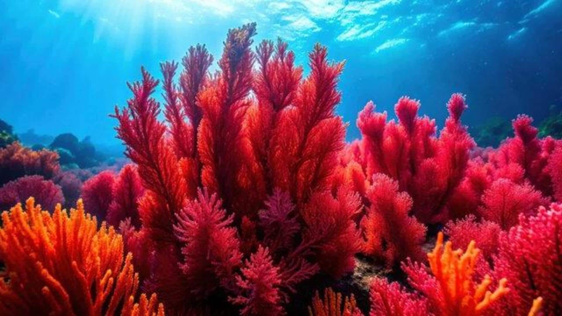 สาหร่ายแดงทะเล: เคล็ดลับผิวสวยอ่อนเยาว์