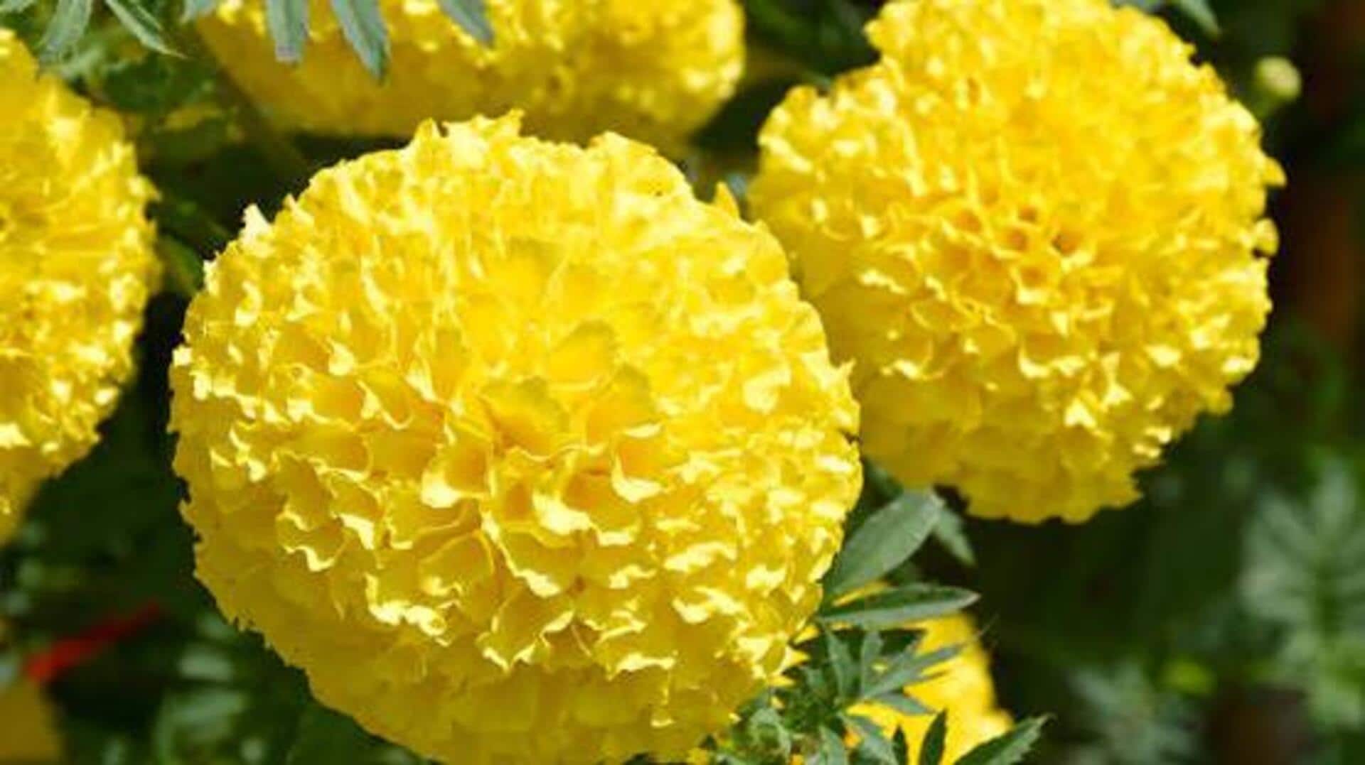 ดอกดาวเรือง: ประโยชน์เพื่อบรรเทาอาการผิวแพ้ง่าย
