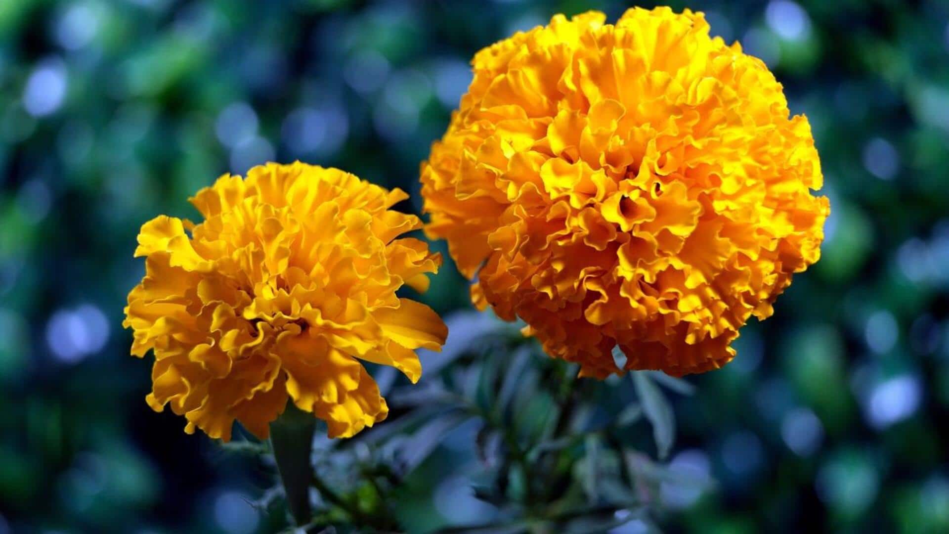 ประโยชน์ความงามของดอกดาวเรืองเพื่อผิวสวย