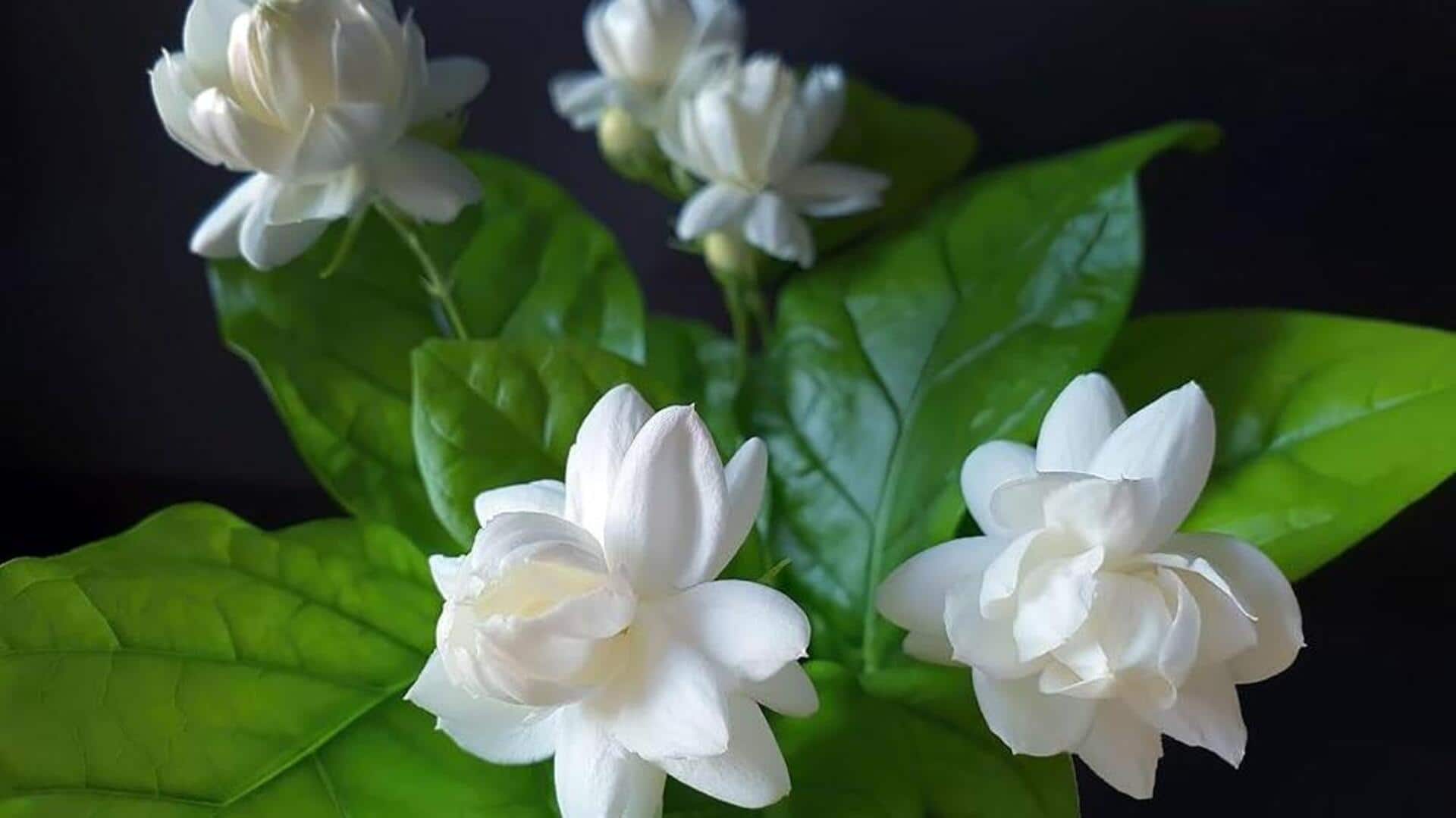 กลีบมะลิ: เคล็ดลับสู่ผิวเนียนนุ่มอย่างเป็นธรรมชาติ