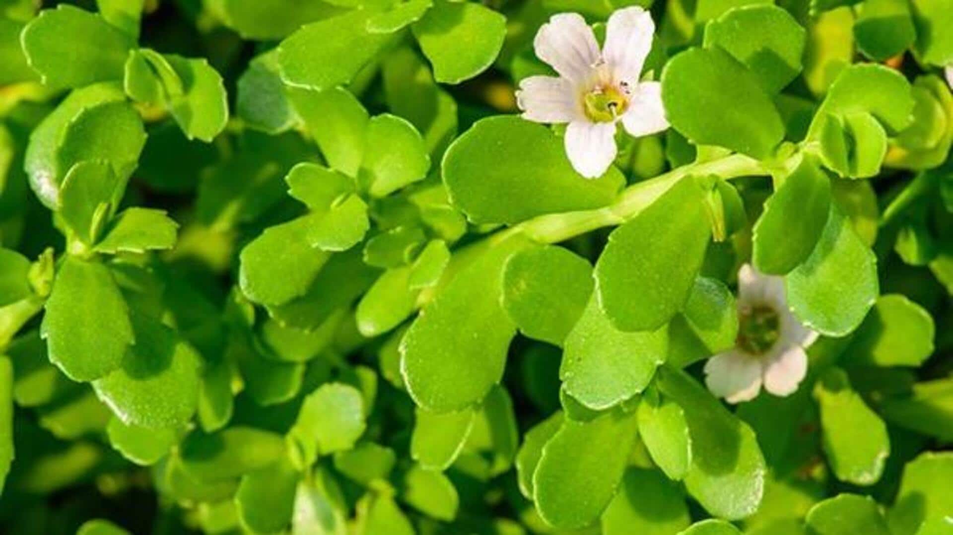 บราฮมี (Brahmi): เผยความลับสู่ผิวอ่อนเยาว์สดใส