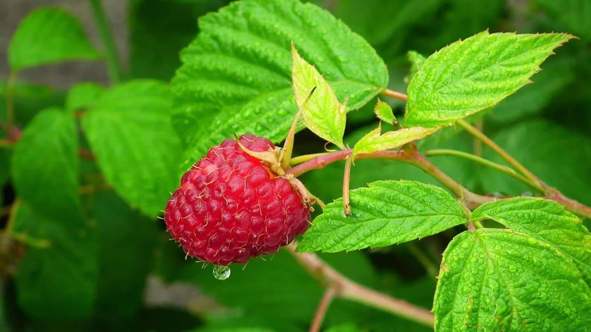 ใบราสป์เบอร์รี่: เคล็ดลับผิวสวยที่คุณอาจยังไม่รู้