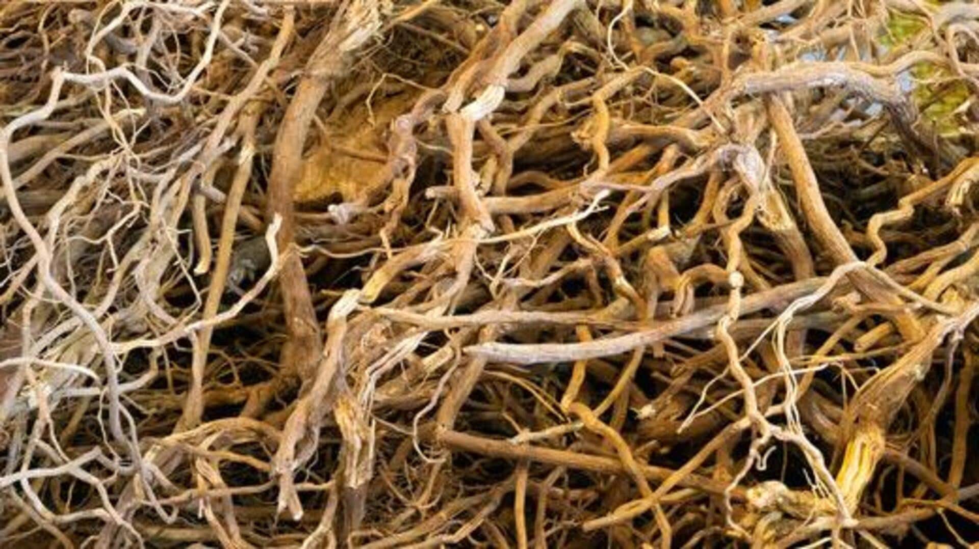 เผยประโยชน์ความงามของรากคาวาเพื่อผิวสวยเปล่งปลั่ง