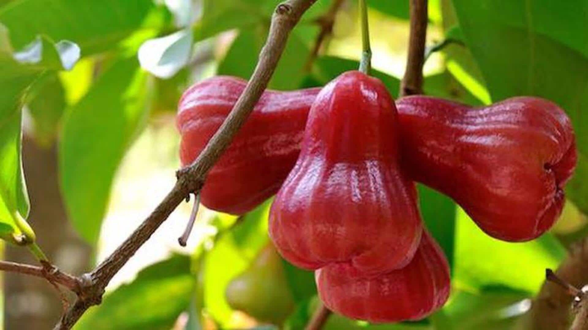 ชมพู่แดง: เคล็ดลับผิวกระชับเปล่งปลั่งอย่างเป็นธรรมชาติ