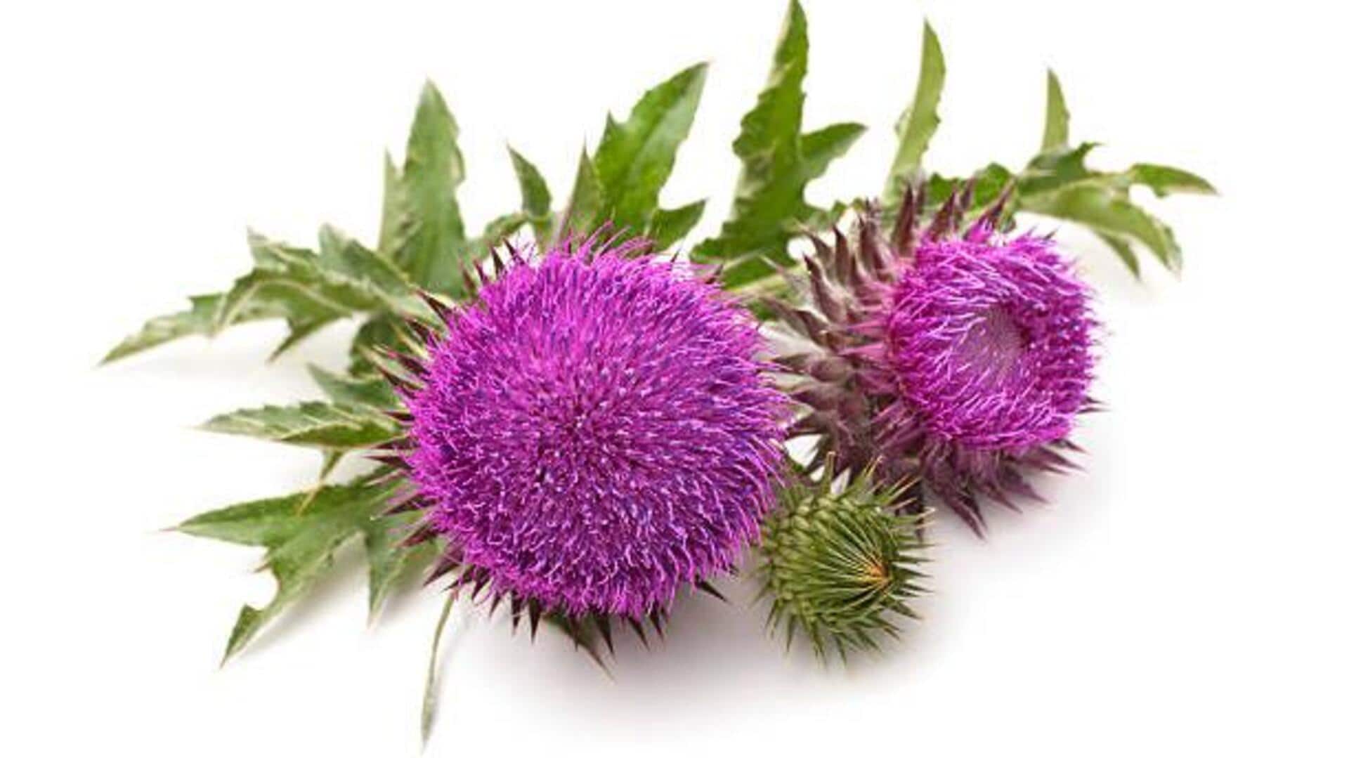 ประโยชน์ของมิลค์ทิสเซิล (Milk thistle) ต่อผิวพรรณ