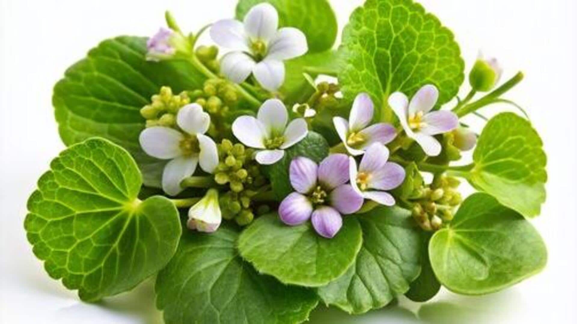 Brahmi เพื่อผมสวยสุขภาพดีอย่างเป็นธรรมชาติ