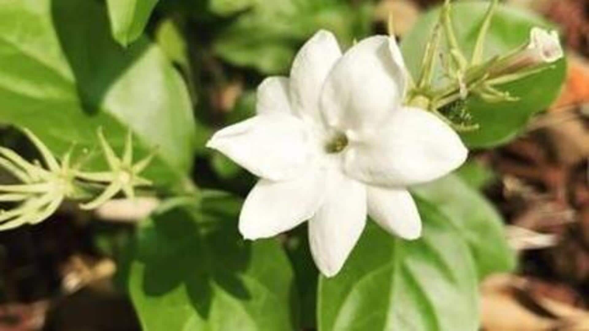 มะลิ: ค้นพบคุณประโยชน์แห่งความงามเหนือกาลเวลา
