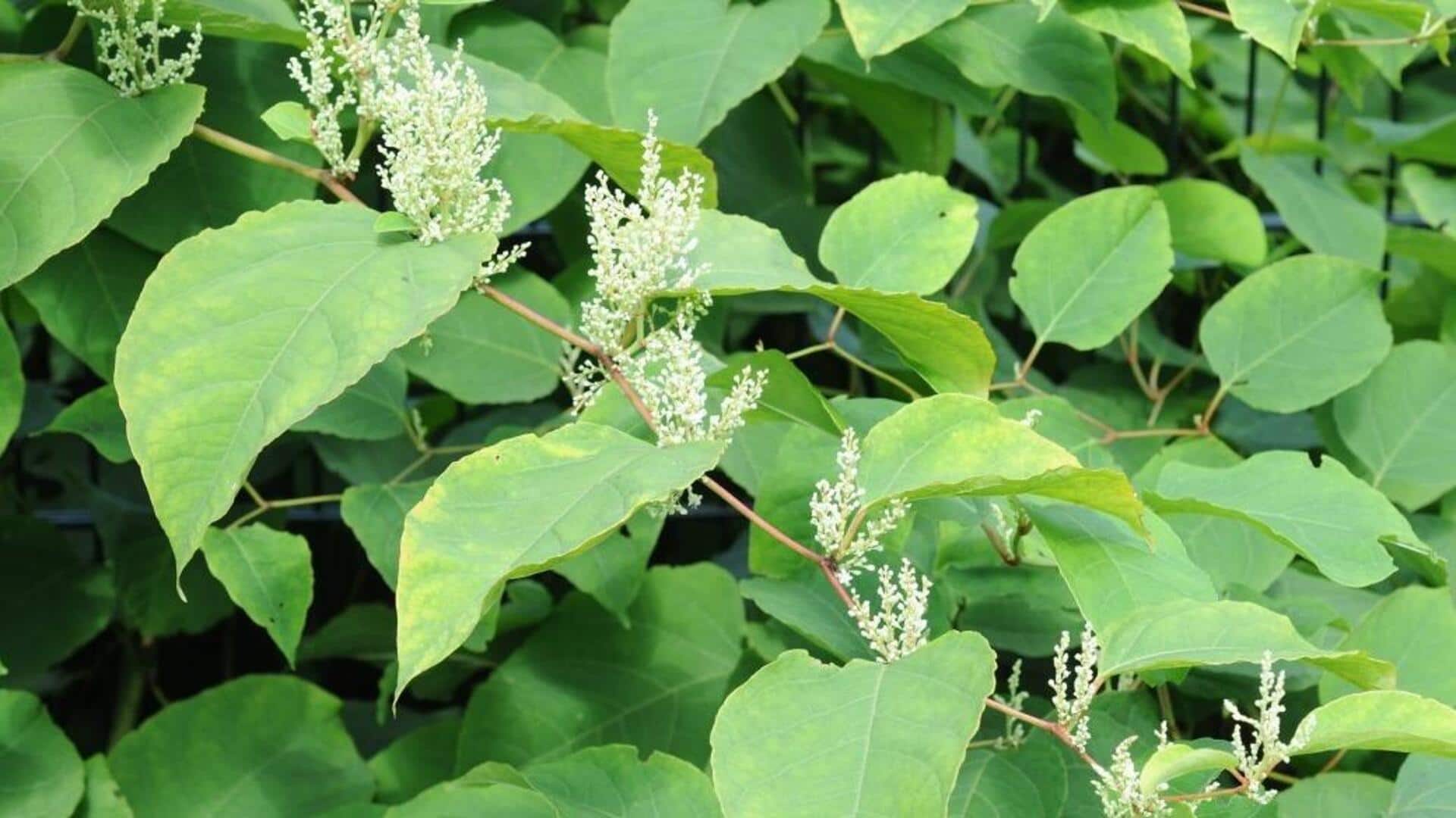 ประโยชน์ของญี่ปุ่นน็อตวีด (Knotweed) เพื่อผิวเปล่งปลั่ง ประโยชน์ของญี่ปุ่นน็อตวีด (Knotweed) เพื่อผิวเปล่งปลั่ง