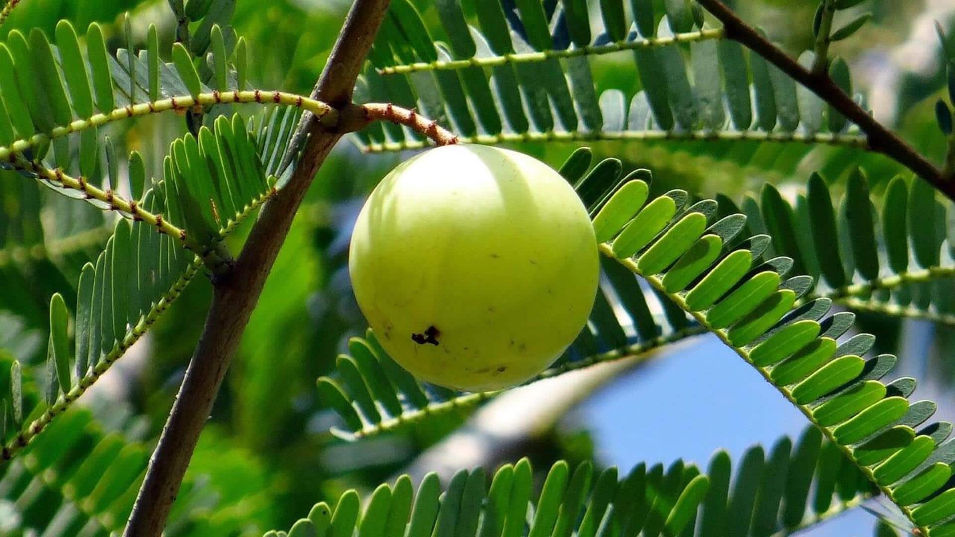 คุณประโยชน์ด้านความงามจากสารสกัดใบมะขามป้อม