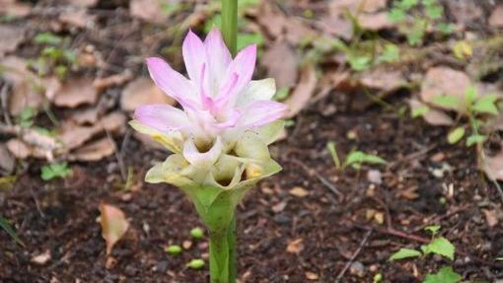 ดอกขมิ้นชัน: เสริมความงามด้วยสีทองจากธรรมชาติ