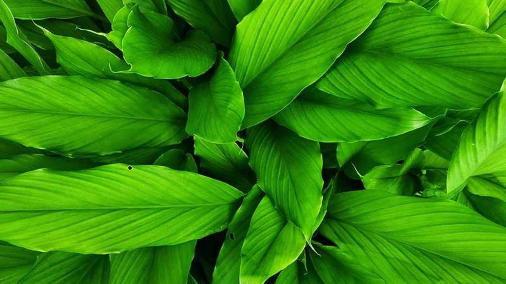 ใบข่า: ประโยชน์เพื่อความงามที่คุณอาจไม่เคยรู้