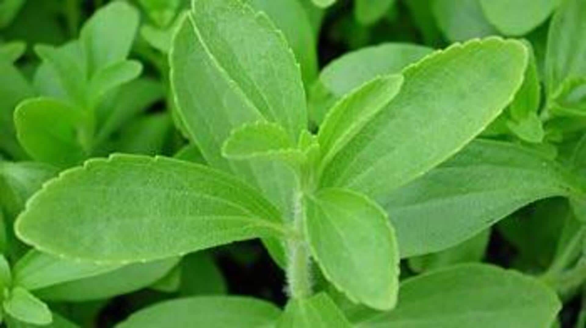 หญ้าหวาน: เคล็ดลับสู่ผิวเรียบเนียนสดใส