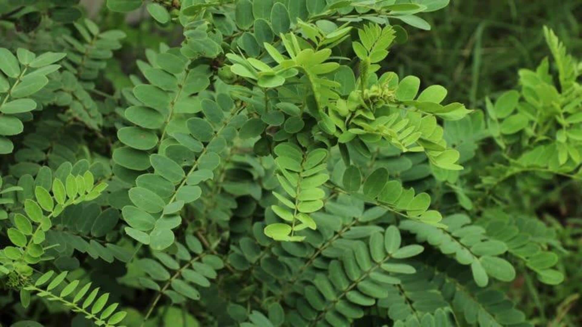 ใบเซนนา: เคล็ดลับด้านความงามเพื่อผิวกระชับและชัดเจน