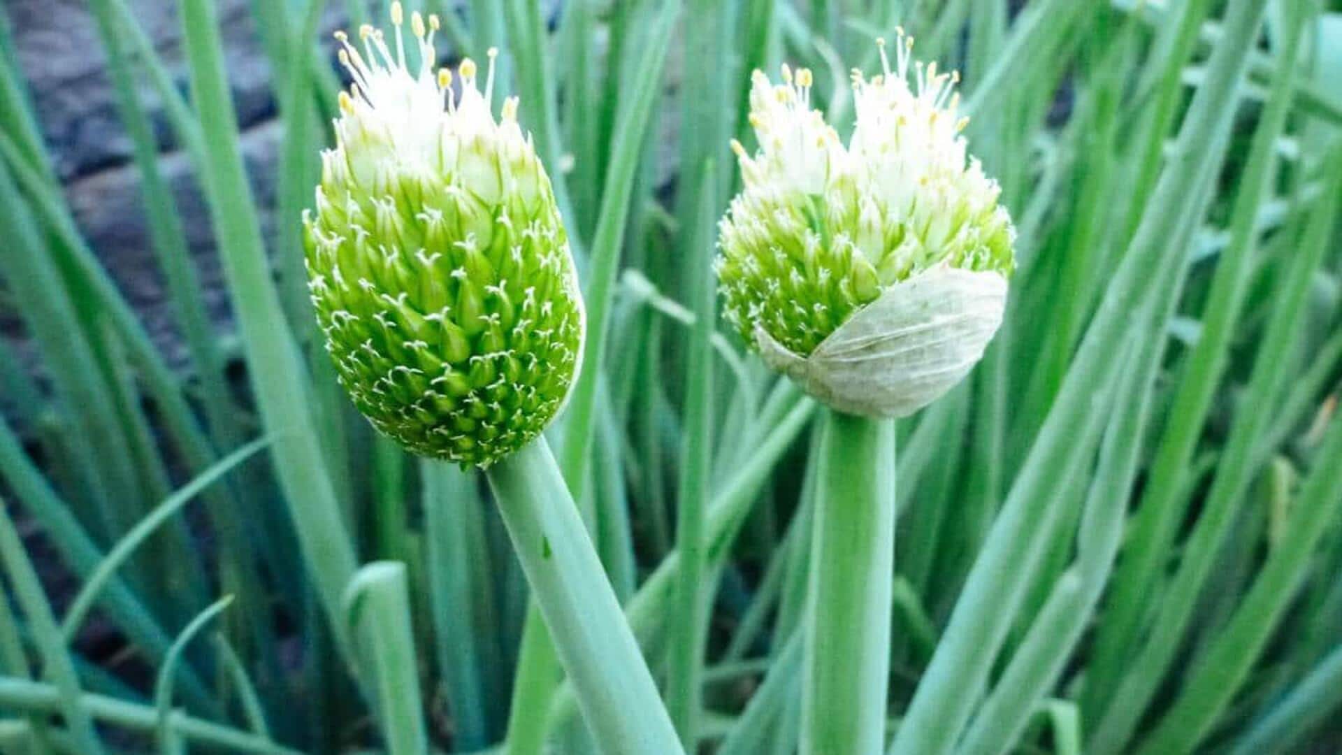 ดอกต้นหอม: 5 วิธีธรรมชาติสู่ผิวสวย