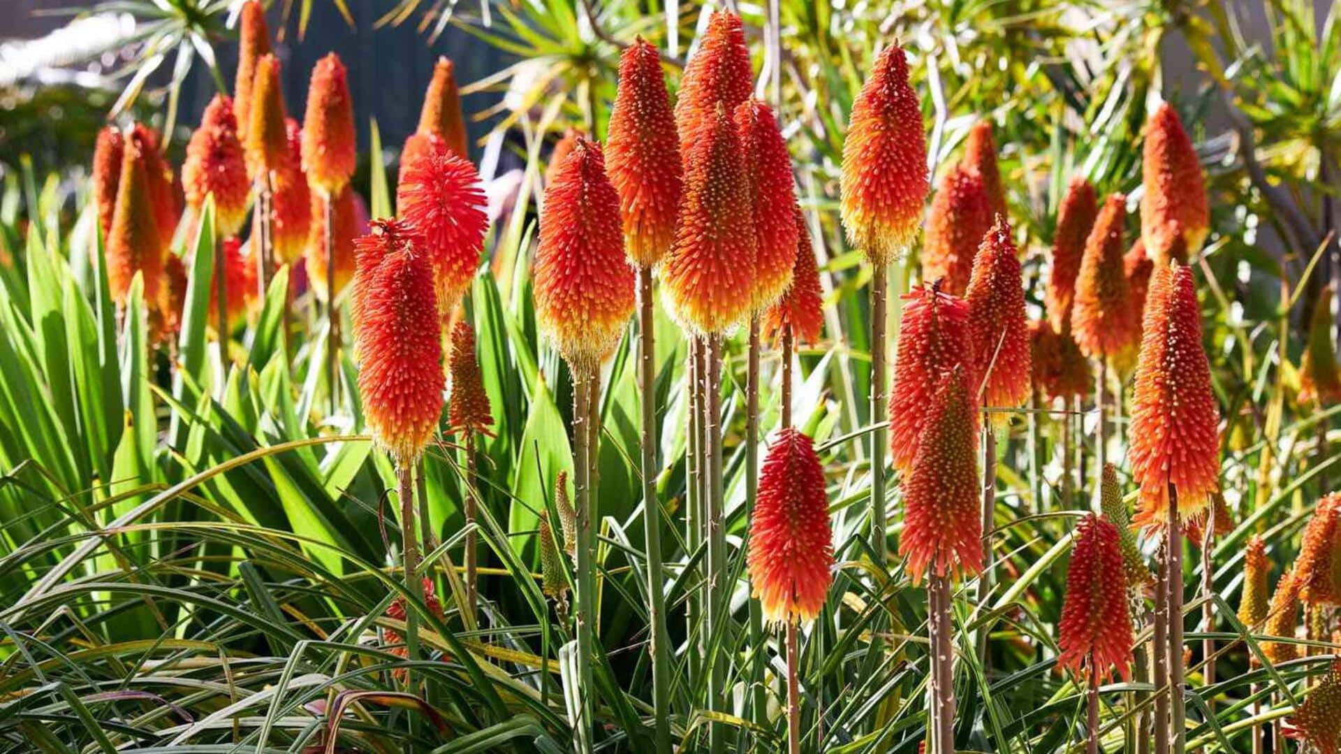 ประโยชน์ด้านความงามของดอกว่านหางจระเข้