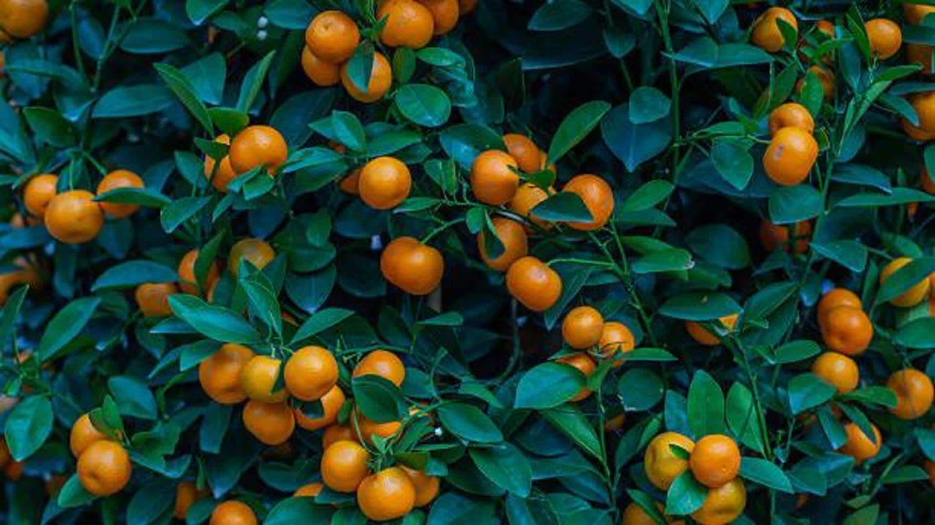 ใบส้มเขียวหวาน: เคล็ดลับความงามสู่ผิวกระจ่างใสเปล่งประกาย