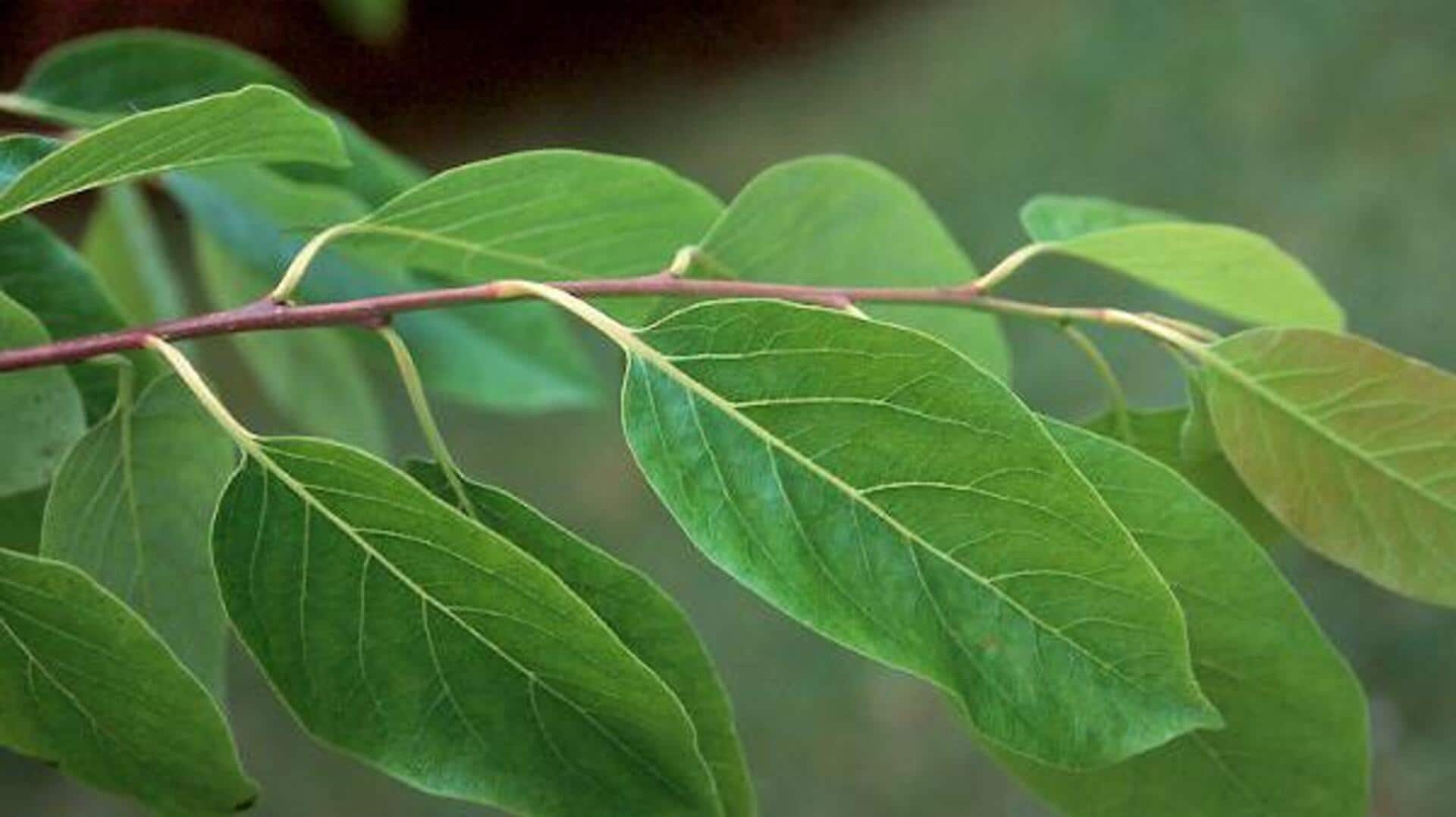 ใบลูกพลับ: เคล็ดลับสู่ผิวสวยเปล่งประกาย