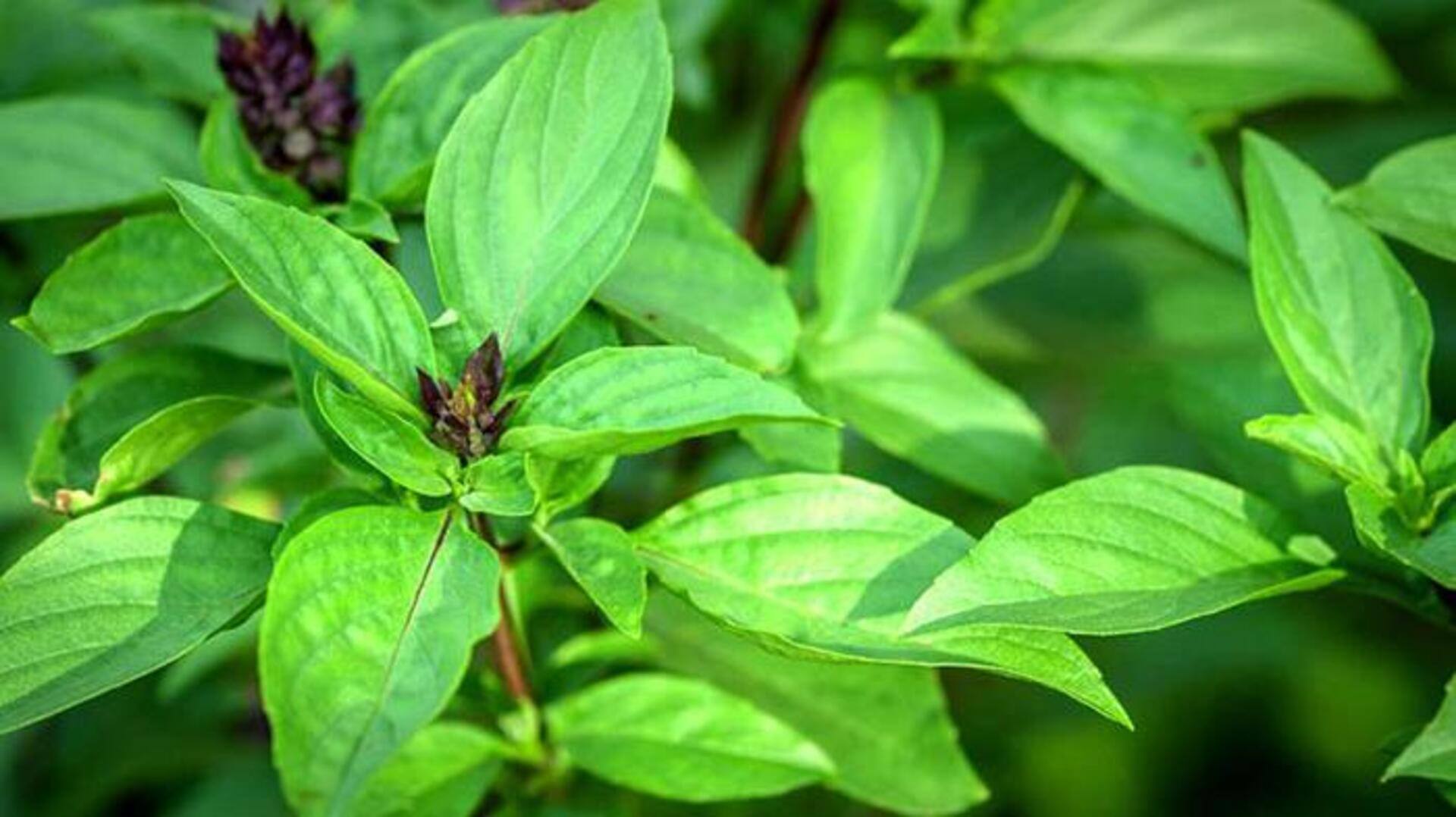 โหระพา: เคล็ดลับผิวสวยสดใสและสุขภาพดี