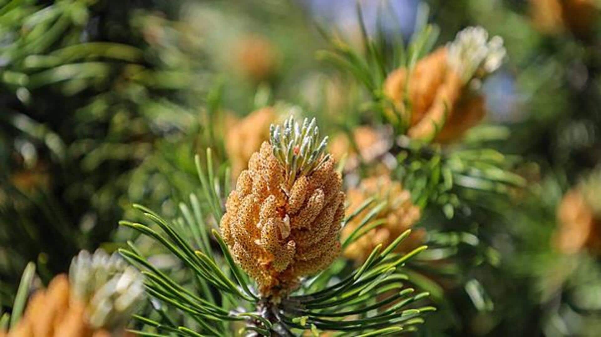 ประโยชน์ด้านความงามของเกสรสนเพื่อผิวอ่อนเยาว์