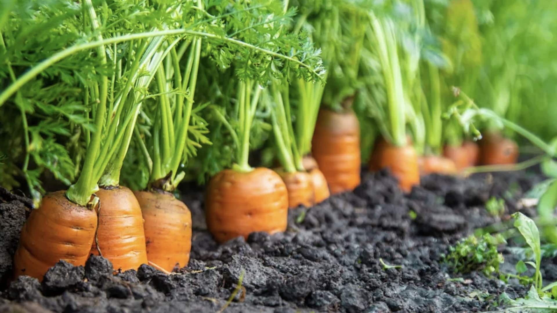 สวนในบ้านงบประหยัด ปลูกจากเศษผักในครัว