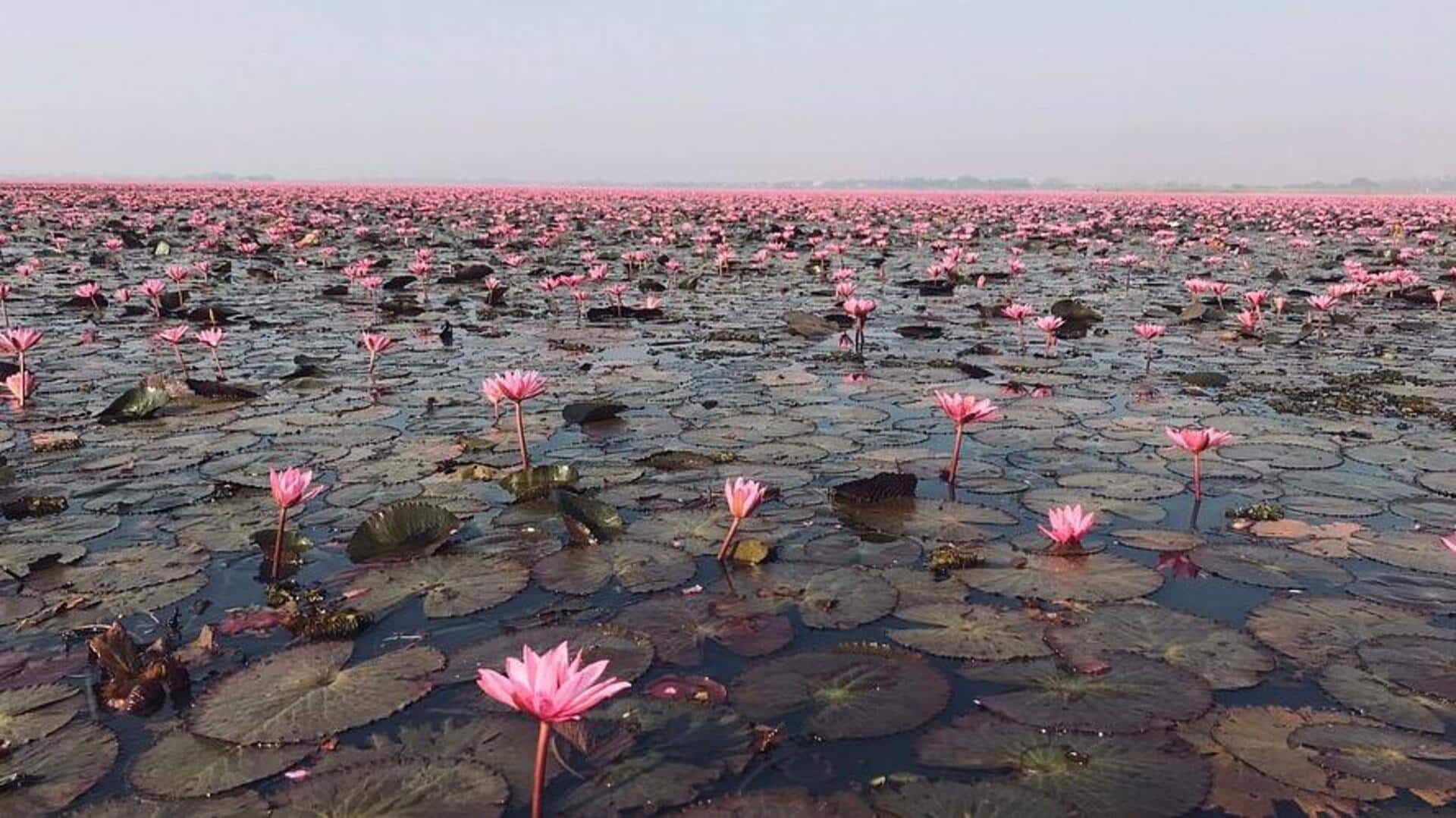 สัมผัสความสงบที่บึงบัวในภาคเหนือในประเทศไทย