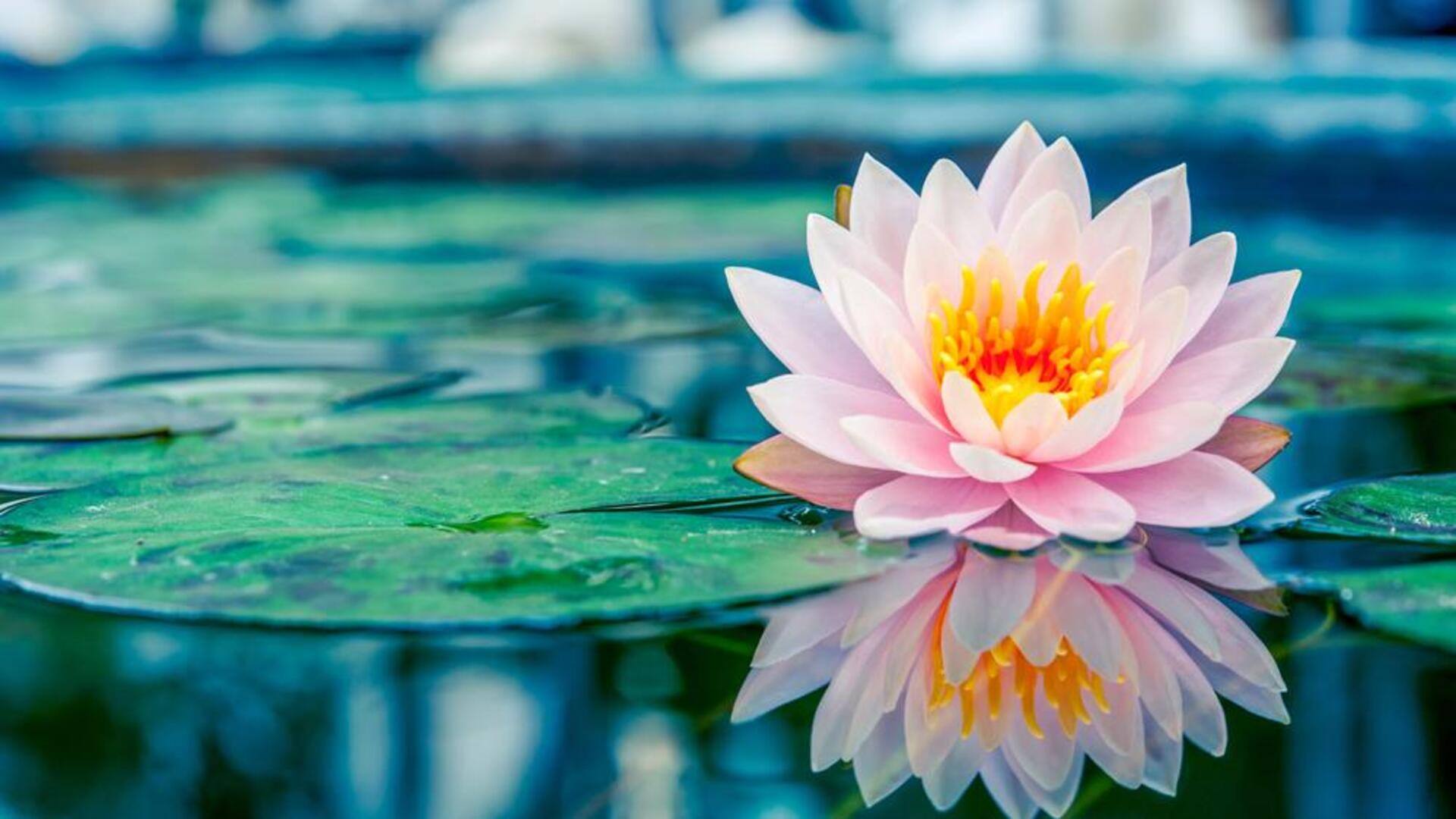 ดอกบัว: พลังจากธรรมชาติสู่ผิวกระจ่างใส