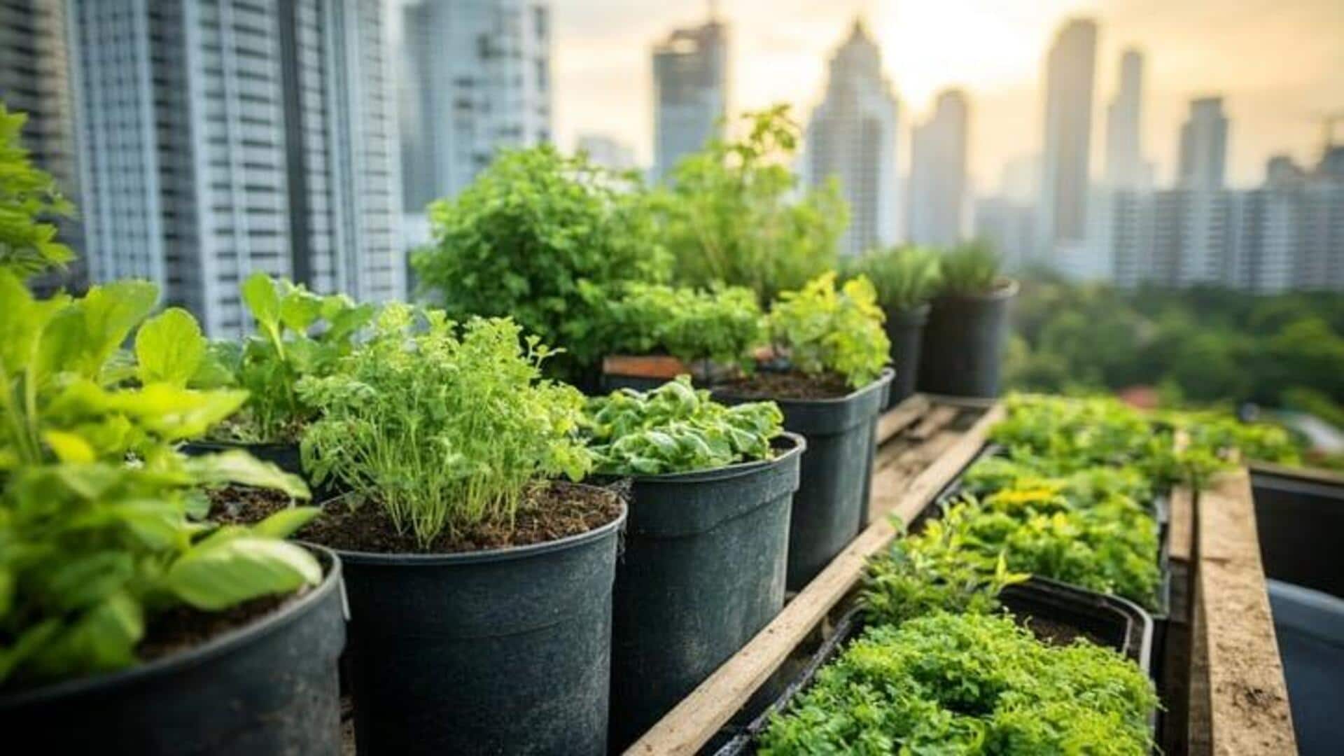 การเชื่อมต่อกับธรรมชาติผ่านการทำสวนในเมือง