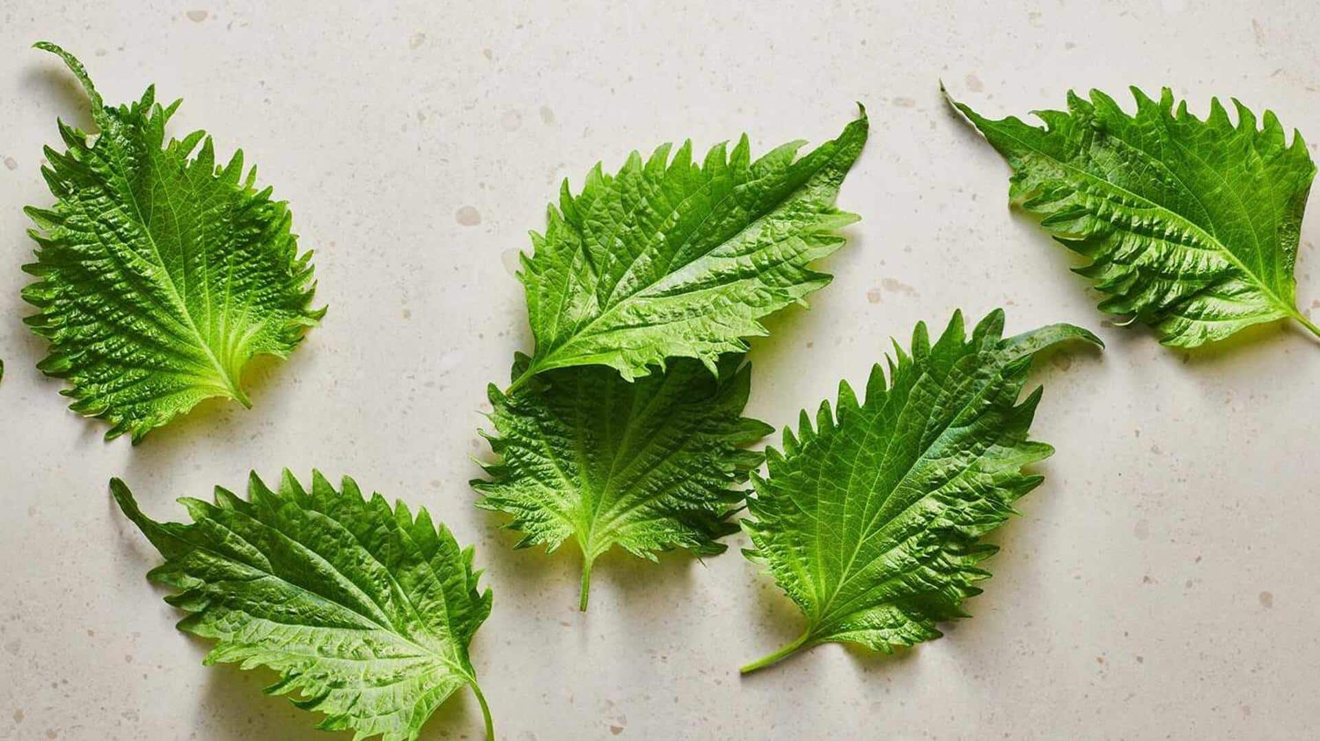 ประโยชน์ด้านความงามของสารสกัดจากใบชิโซะ