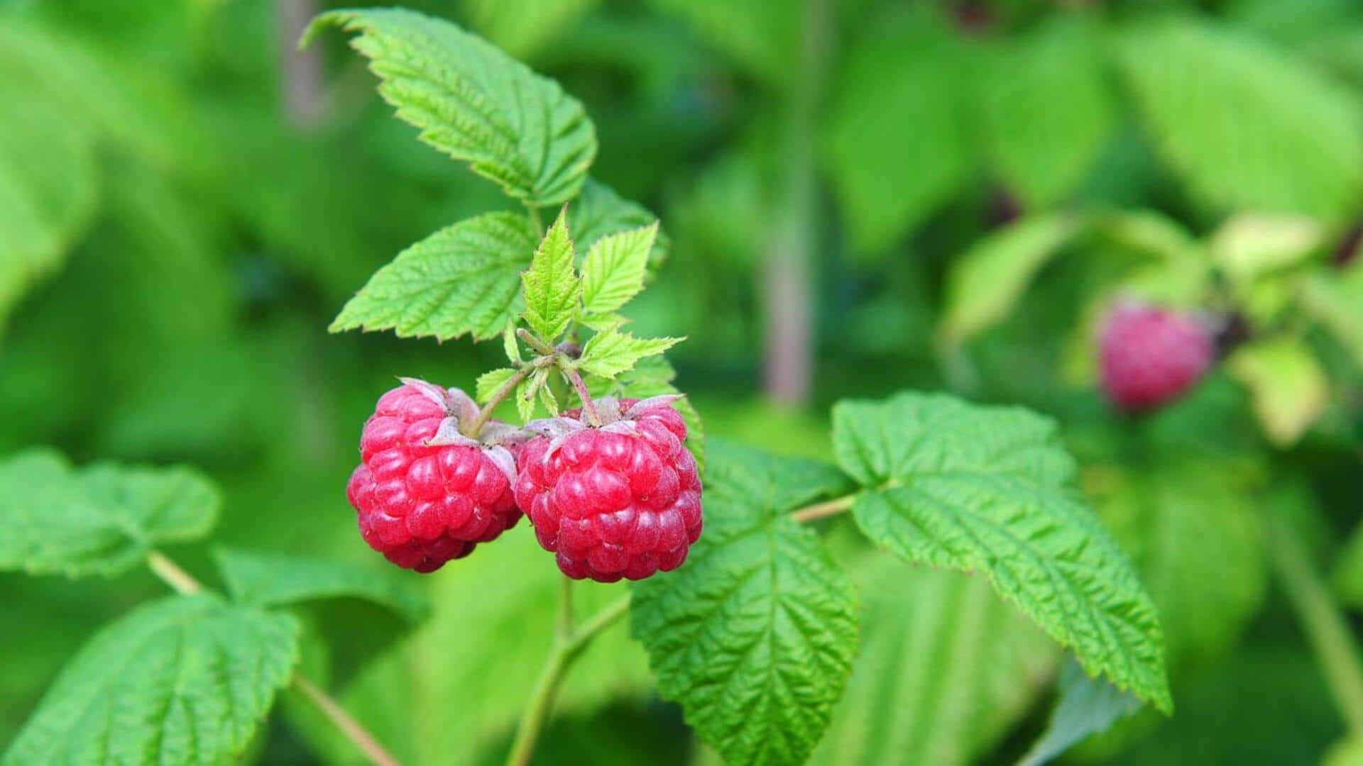 ประโยชน์ของใบราสเบอร์รี่เพื่อผิวสวยสุขภาพดี