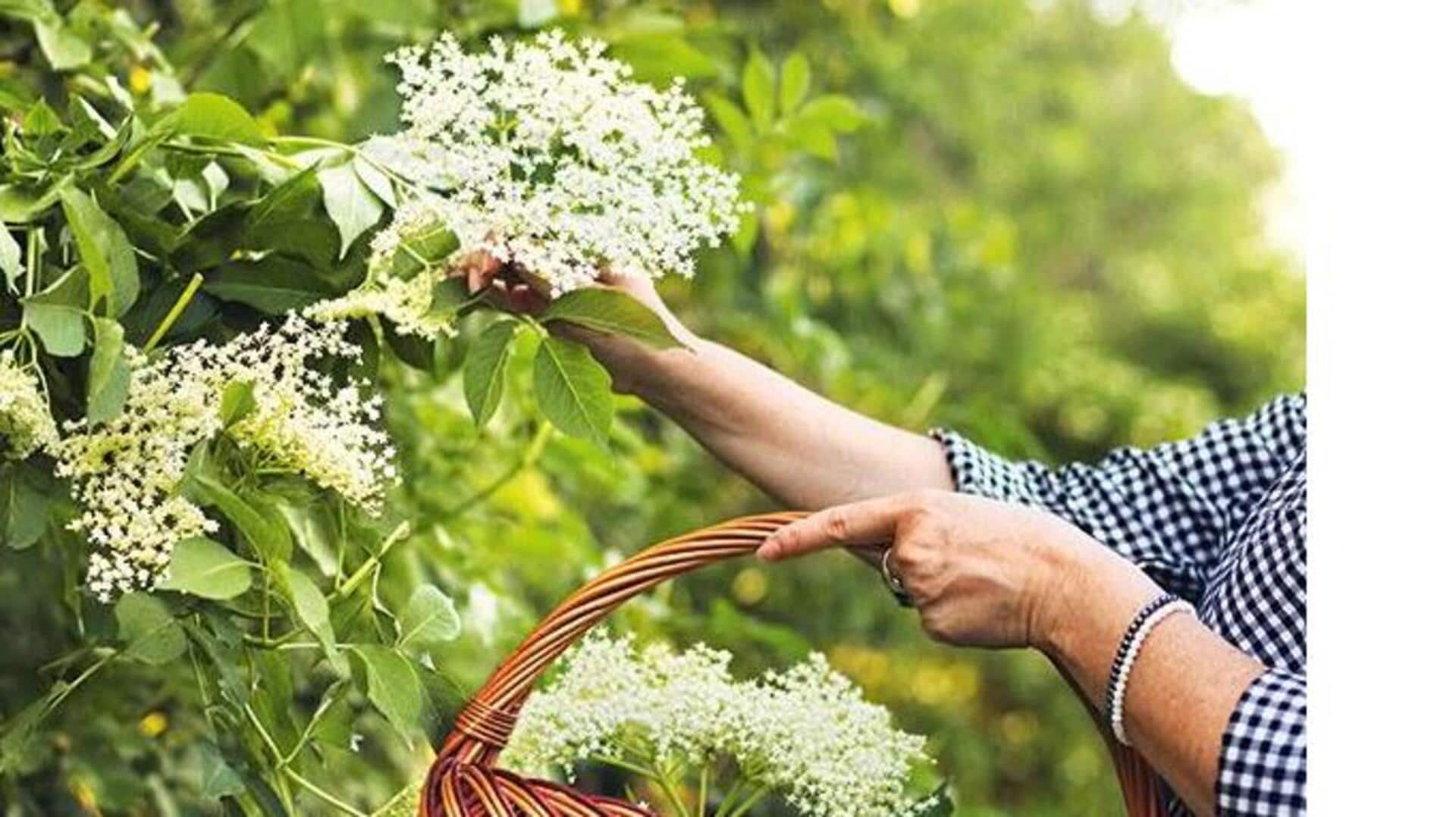 ดอกเอลเดอร์ฟลาวเวอร์: เสริมความงามให้ผิวเปล่งปลั่ง