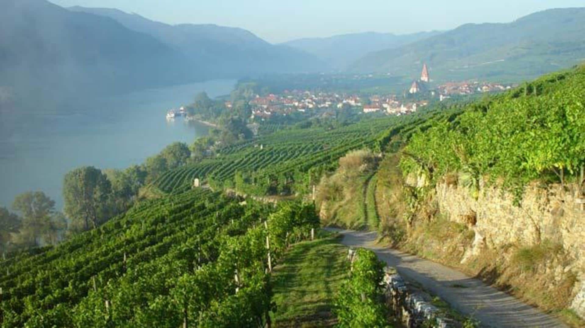 เส้นทางปั่นจักรยานผ่านไร่องุ่นสุดงดงามในออสเตรีย