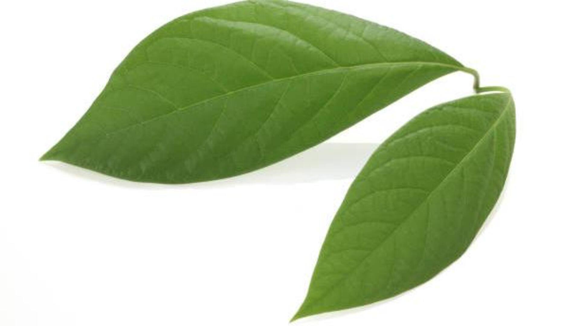 ใบอะโวคาโด: ประโยชน์เพื่อผิวเนียนนุ่ม