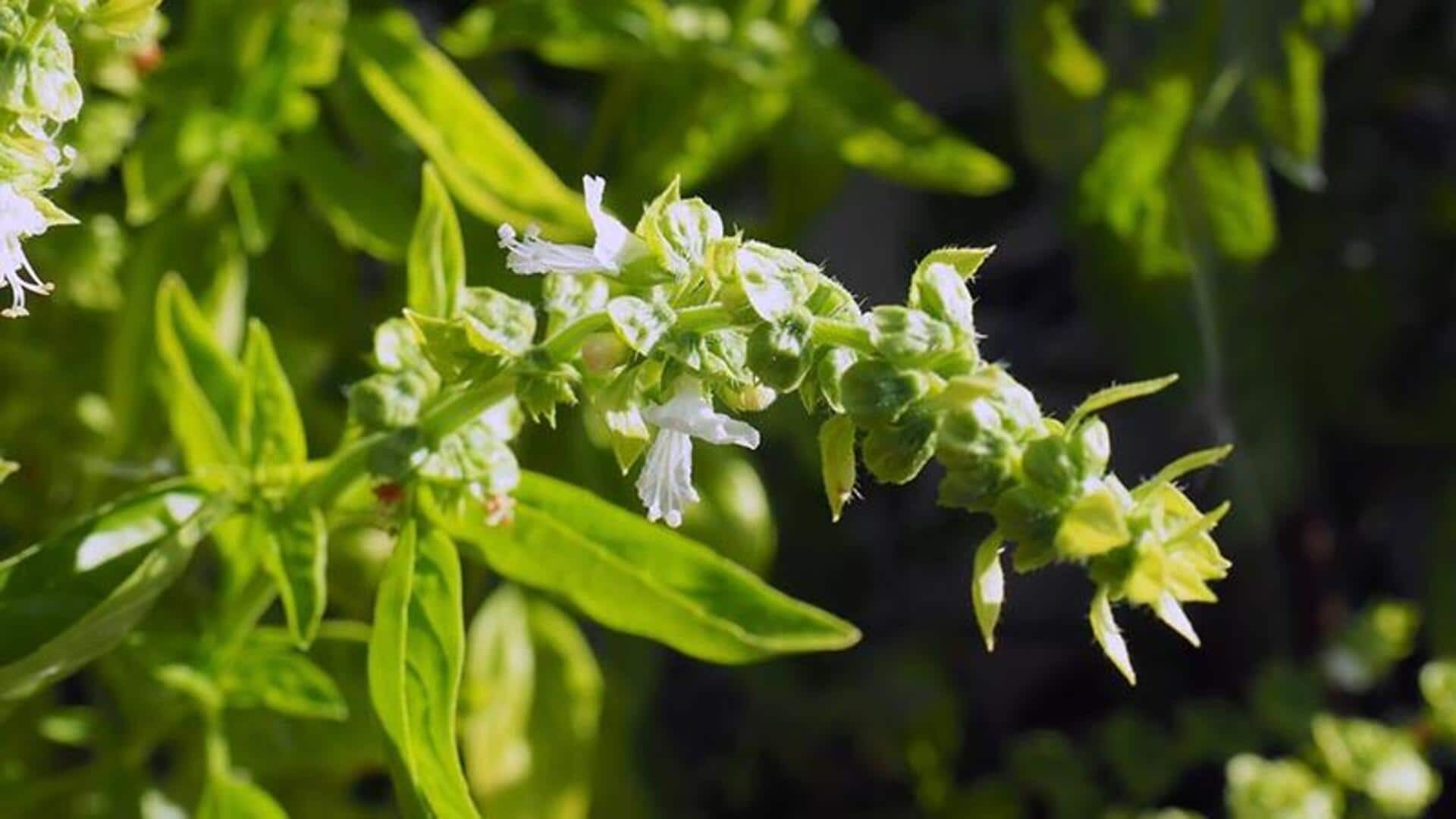 ประโยชน์ความงามจากดอกกะเพรา