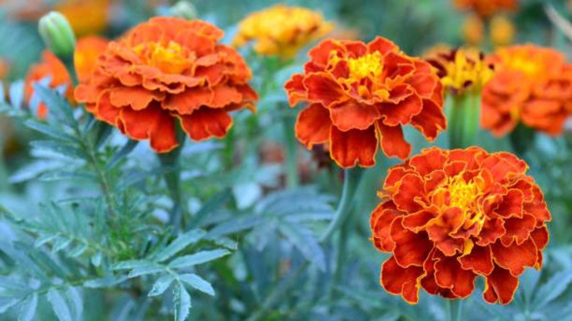 ดอกดาวเรือง:  เคล็ดลับผิวเนียนสวยไร้ที่ติ