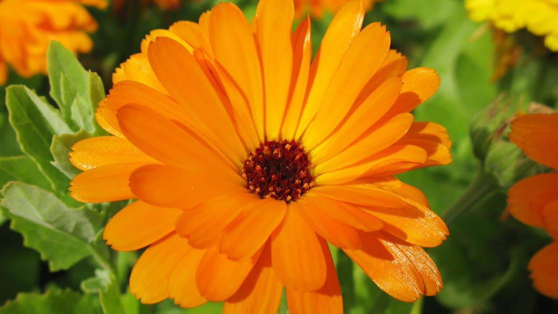 ดอกคาลันดูล่า: พลังจากธรรมชาติเพื่อฟื้นฟูผิวอย่างอ่อนโยน